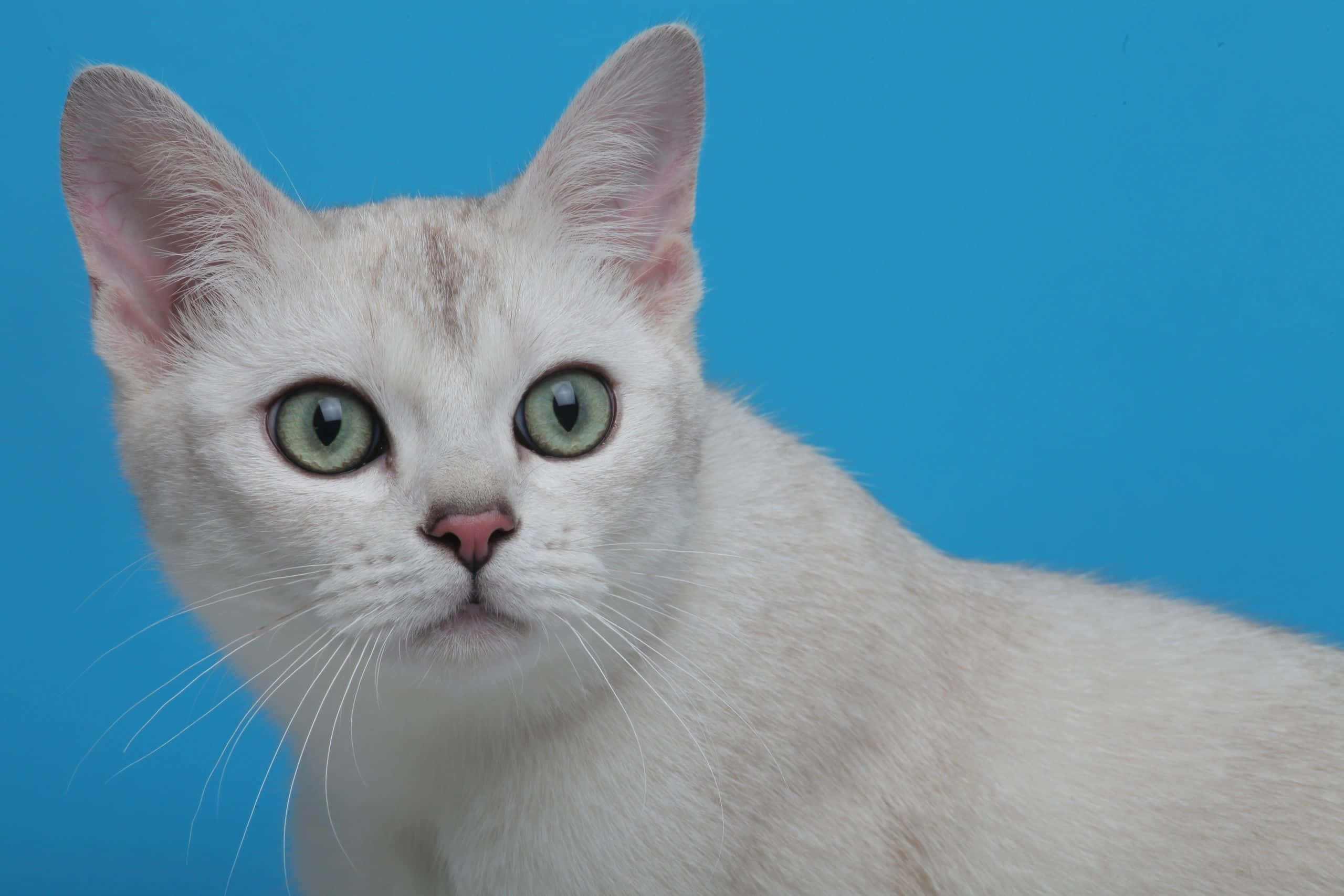 Burmilla, white cat, striking green eyes, 2K Desktop Wallpaper