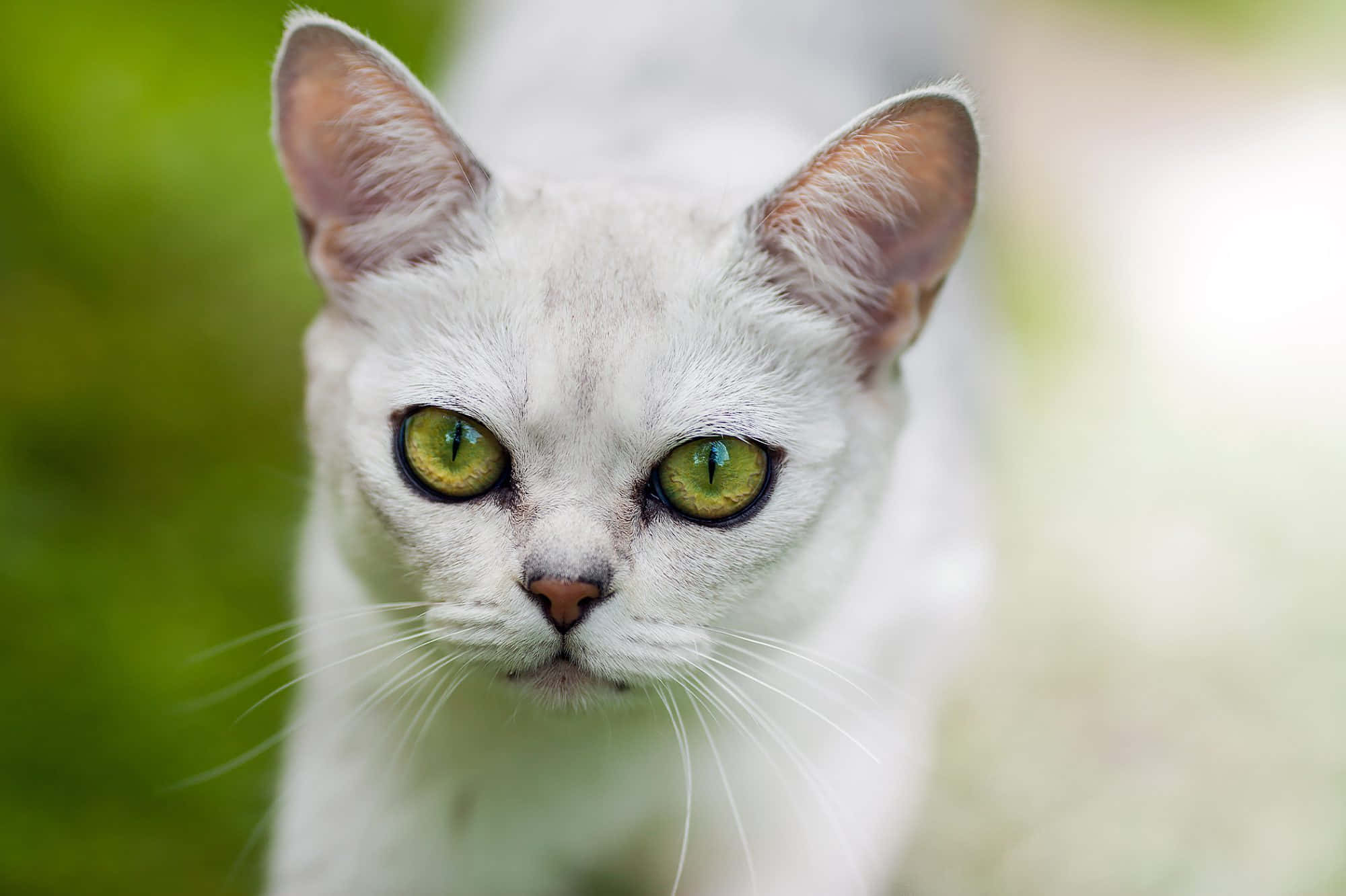 Burmilla, white cat, green eyes, Full HD Desktop Wallpaper