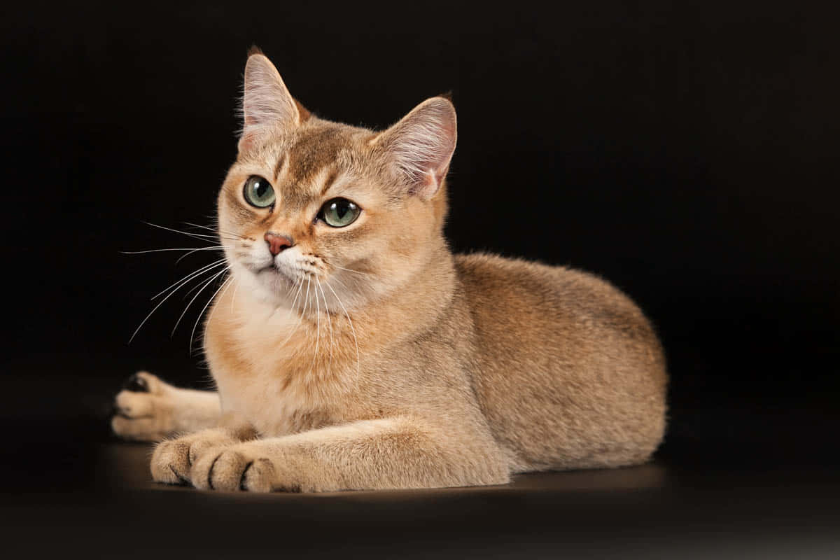 Burmilla, golden, green eyes, SD Desktop Wallpaper