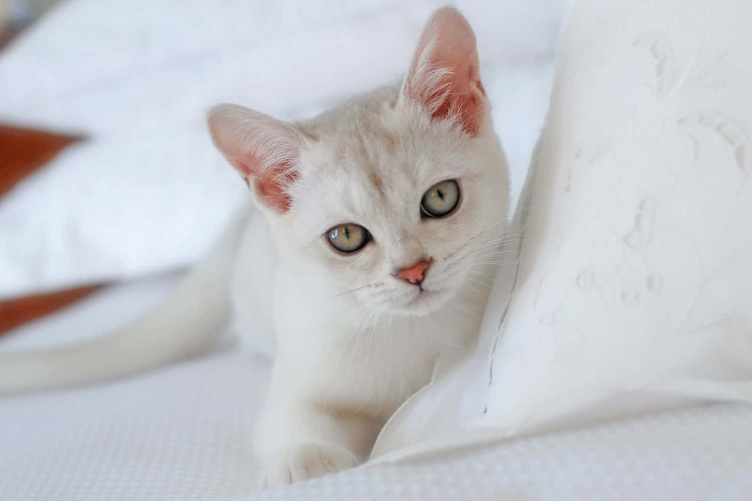 Burmilla, fluffy white kitten, striking green eyes, HD Desktop Wallpaper