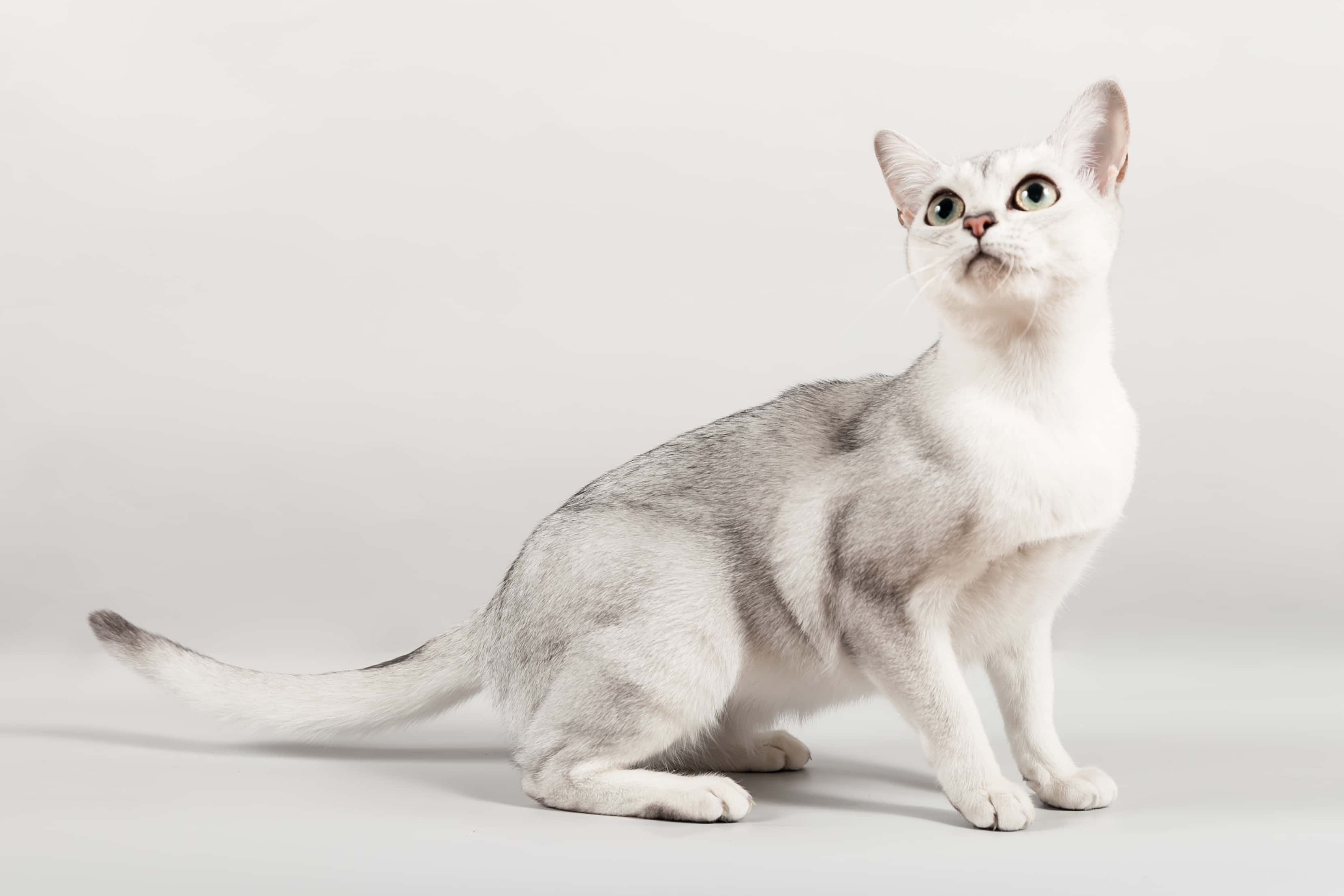 Burmilla, silver and white, green eyes, 2K Desktop Wallpaper