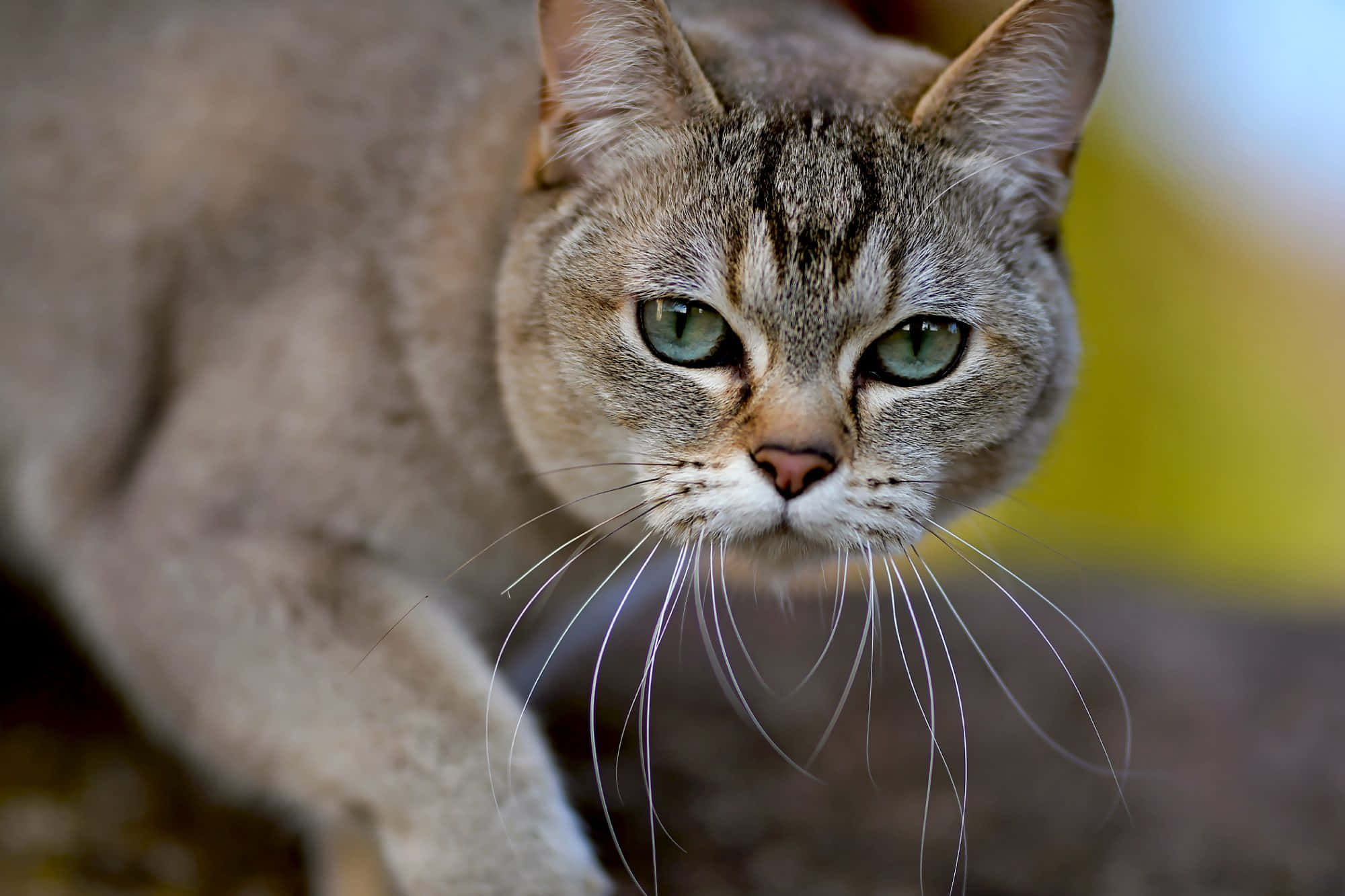 Burmilla, tabby cat, green eyes, Full HD Desktop Wallpaper