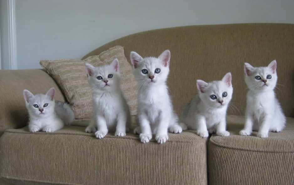 Burmilla, fluffy white kittens, bright blue eyes, SD Desktop Wallpaper