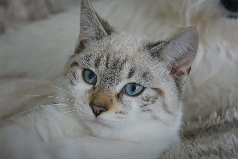 Burmilla, fluffy tabby cat, striking blue eyes, SD Desktop Wallpaper