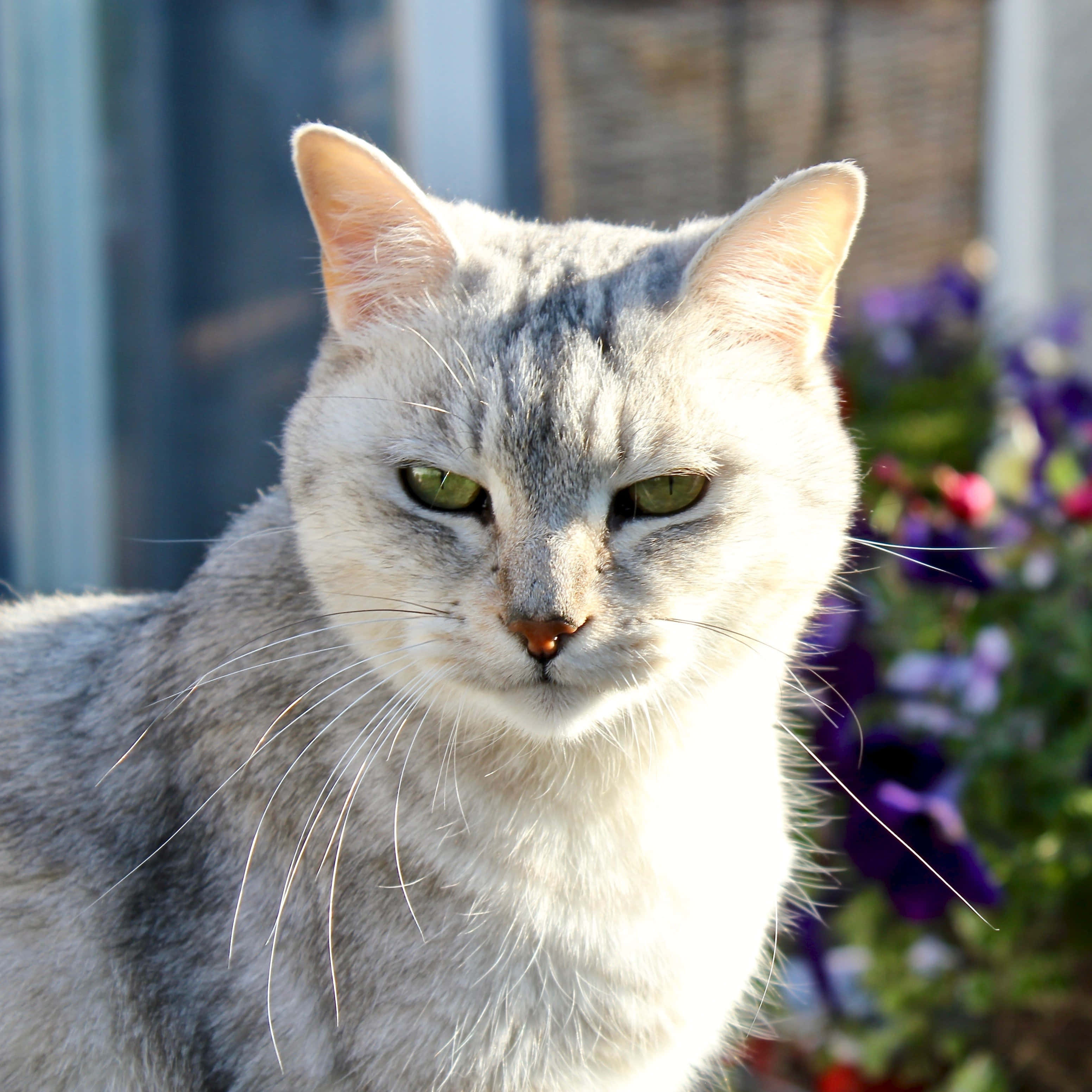 Burmilla, silver tabby, green eyes, 2K Desktop Wallpaper