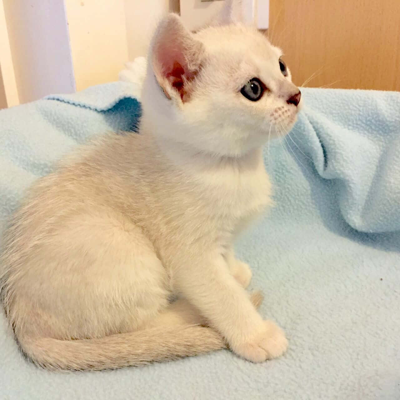 Burmilla, fluffy white kitten, striking blue eyes, HD Desktop Wallpaper