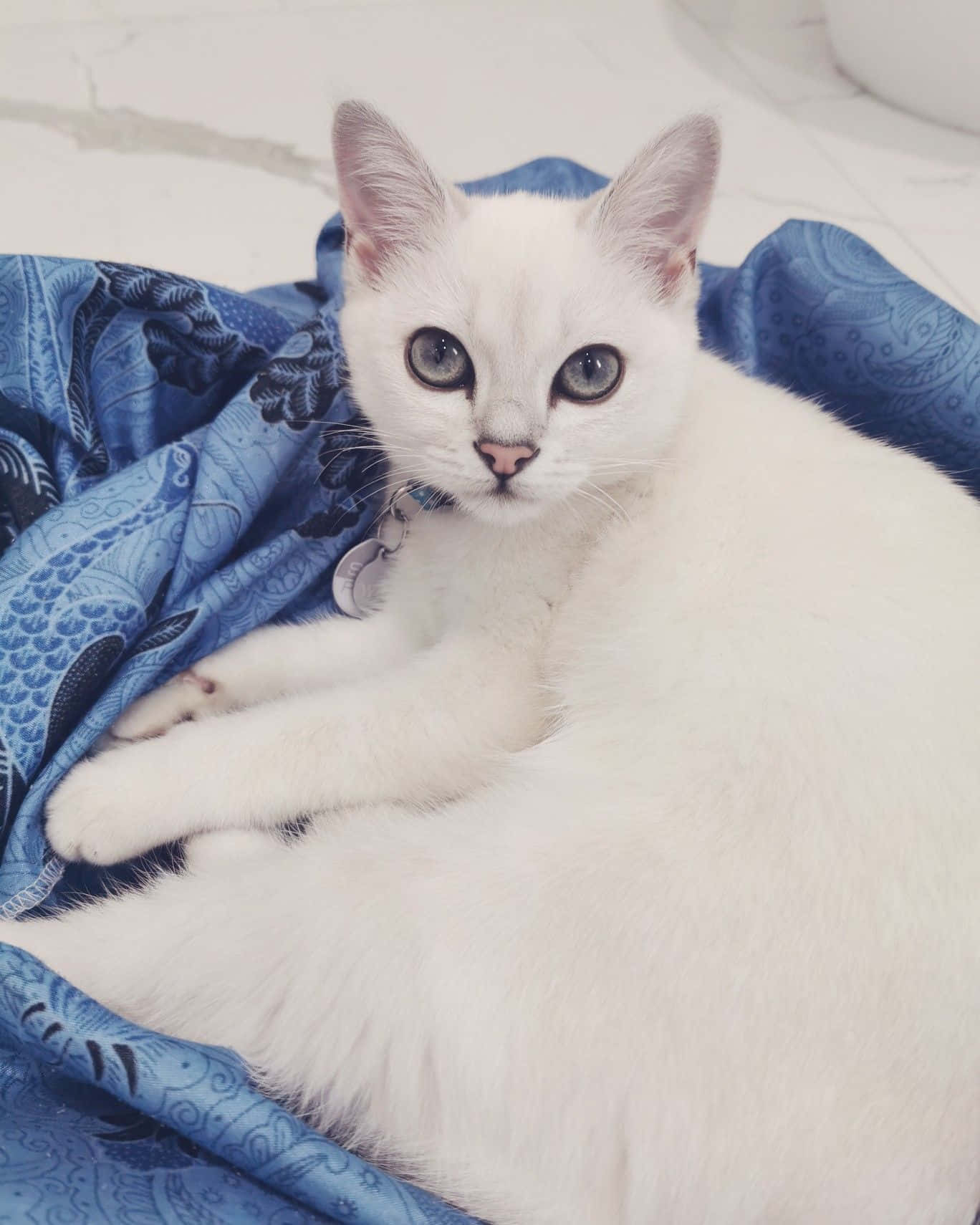 Burmilla, fluffy white cat, striking green eyes, HD Phone Wallpaper