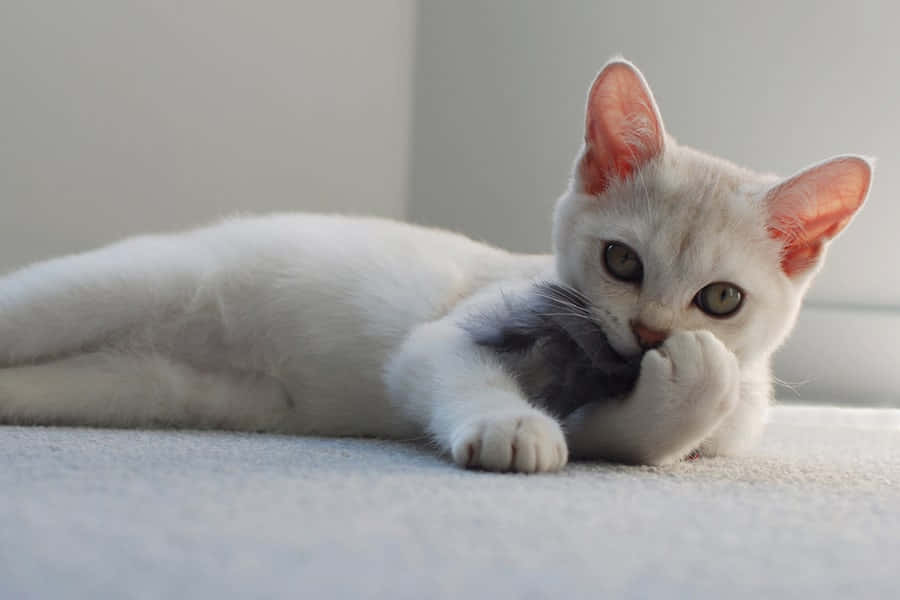 Burmilla, fluffy white kitten, amber eyes, SD Desktop Wallpaper