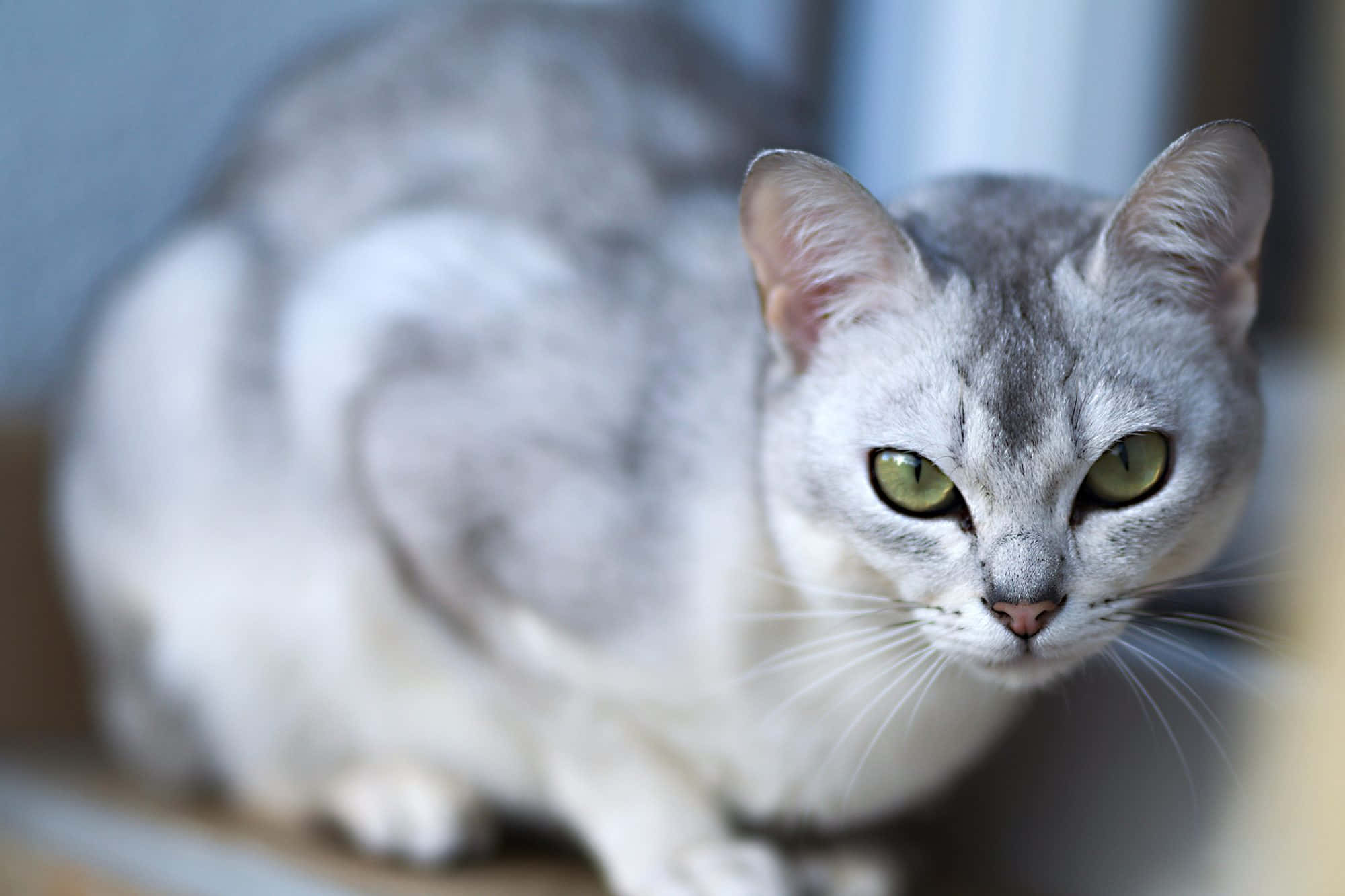 Burmilla, silver tabby, green eyes, Full HD Desktop Wallpaper