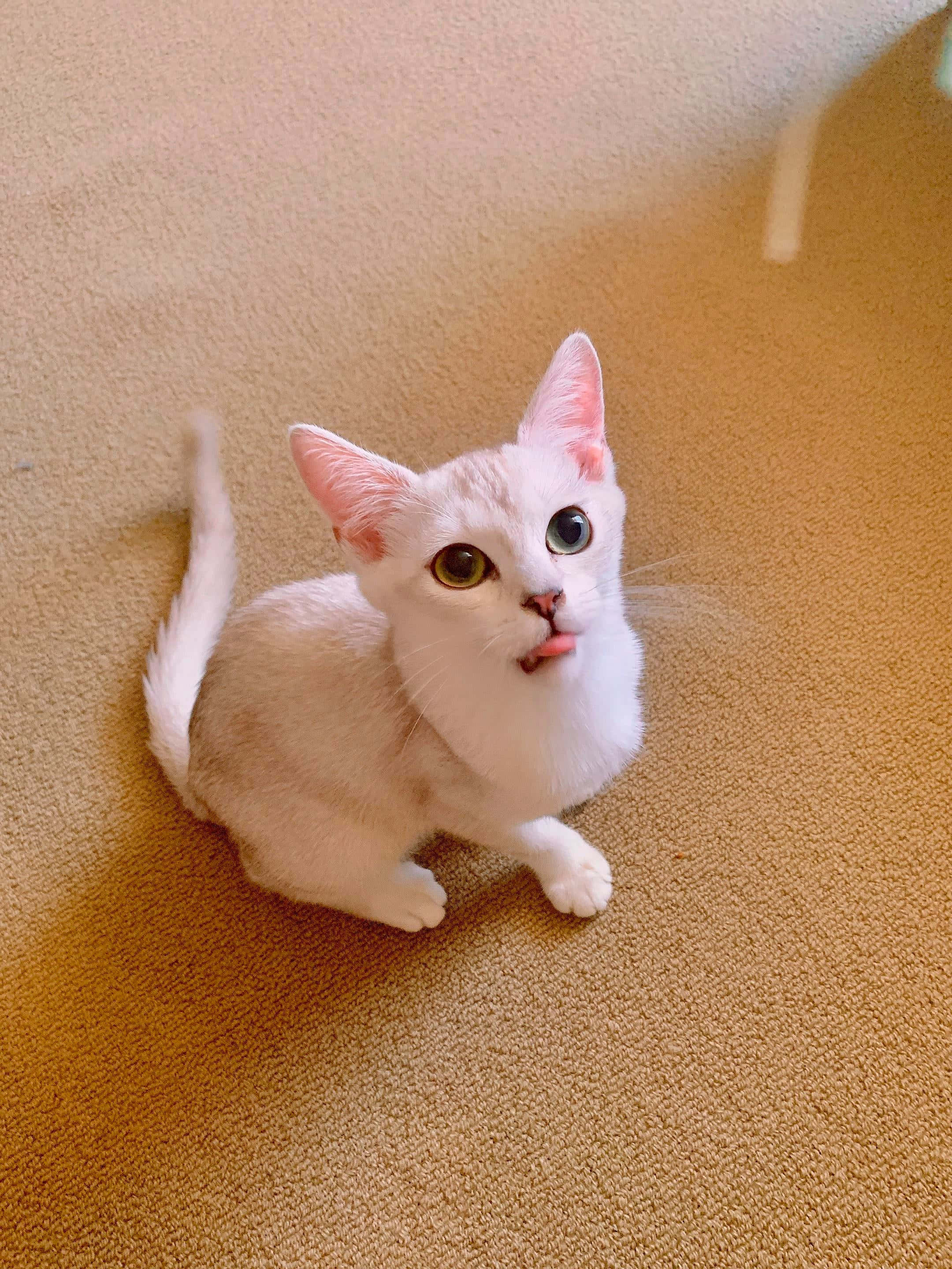 Burmilla, white kitten, heterochromia, 2K Phone Wallpaper