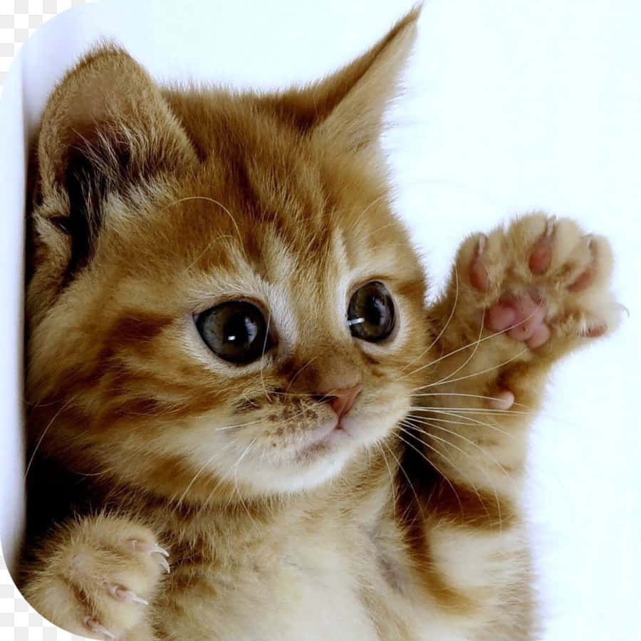 Burmilla, fluffy ginger kitten, wide curious eyes, SD Desktop Wallpaper