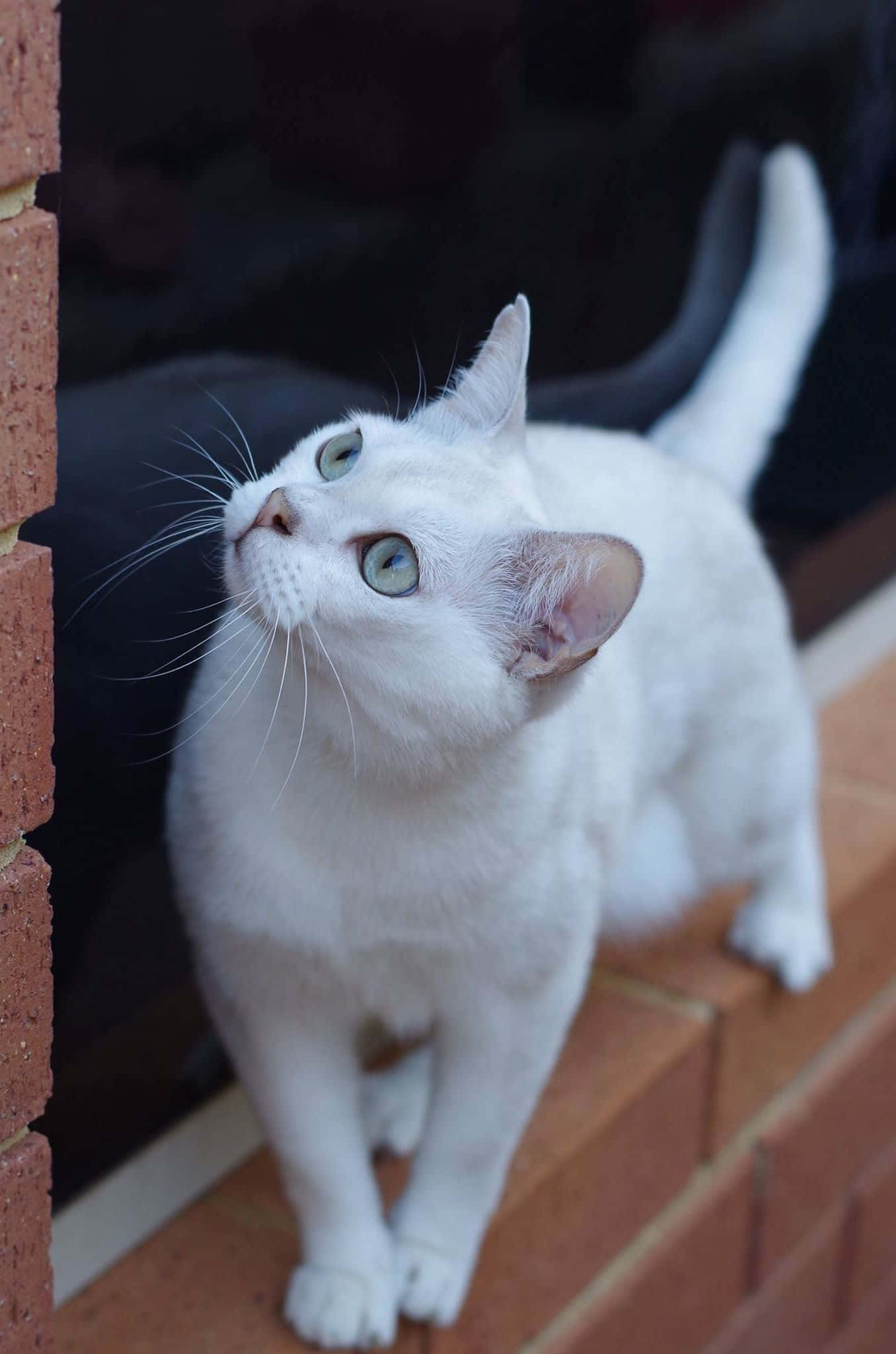 Burmilla, white cat, blue eyes, Full HD Phone Wallpaper