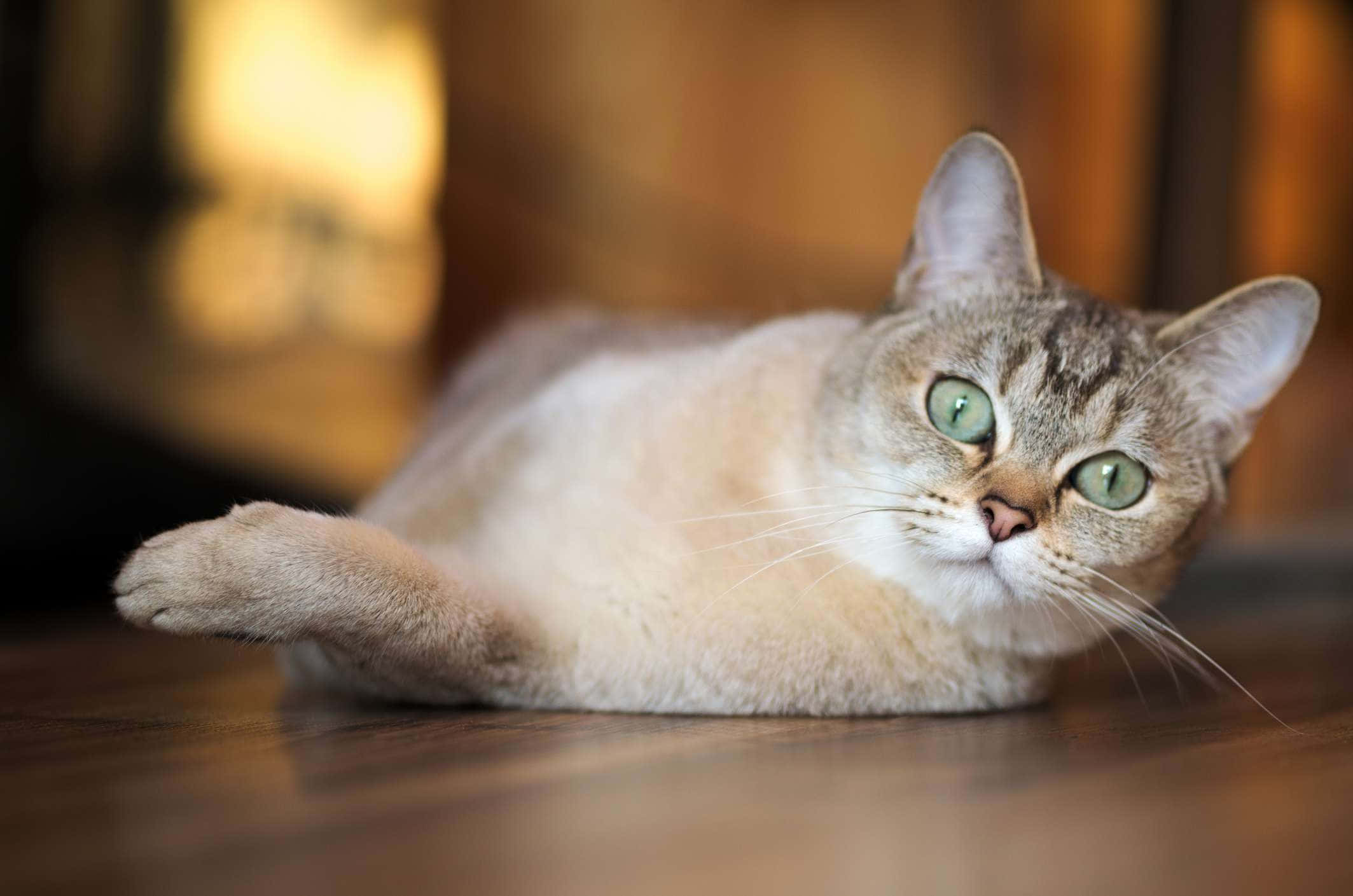 Burmilla, silver tabby, green eyes, Full HD Desktop Wallpaper