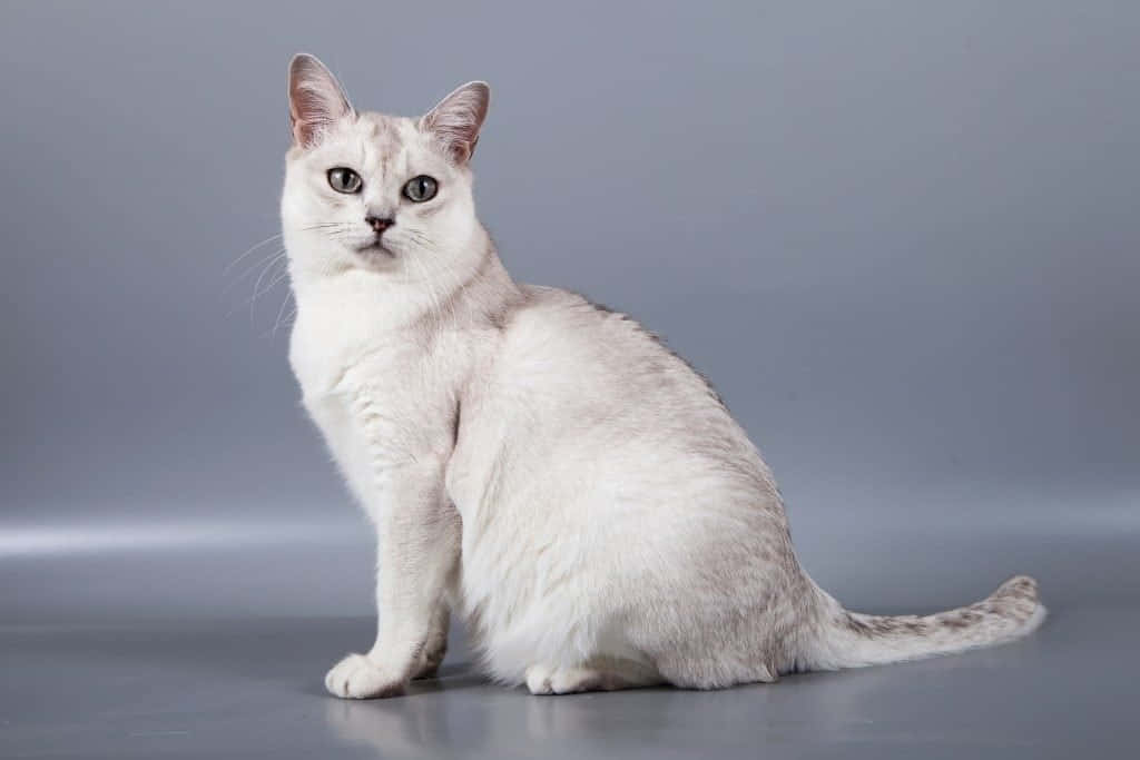 Burmilla, silver, green eyes, SD Desktop Wallpaper