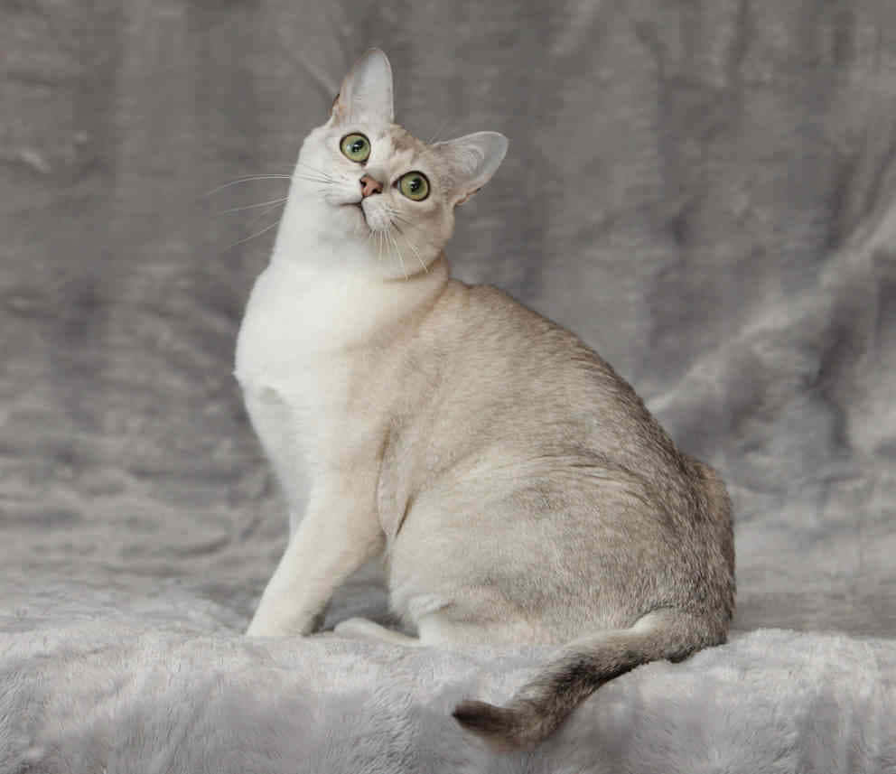 Burmilla, silver, green eyes, SD Desktop Wallpaper