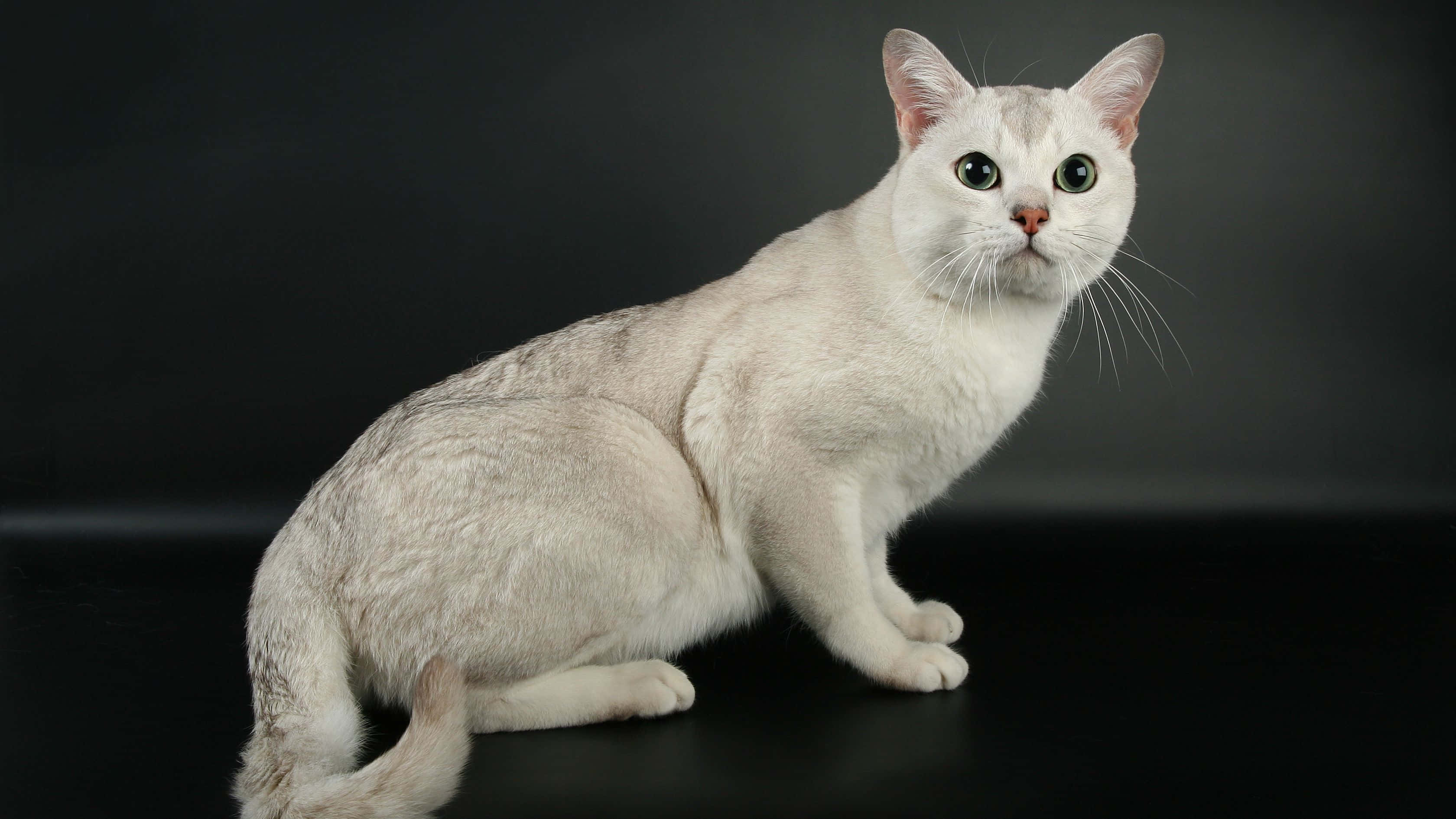 Burmilla, white cat, green eyes, 2K Desktop Wallpaper