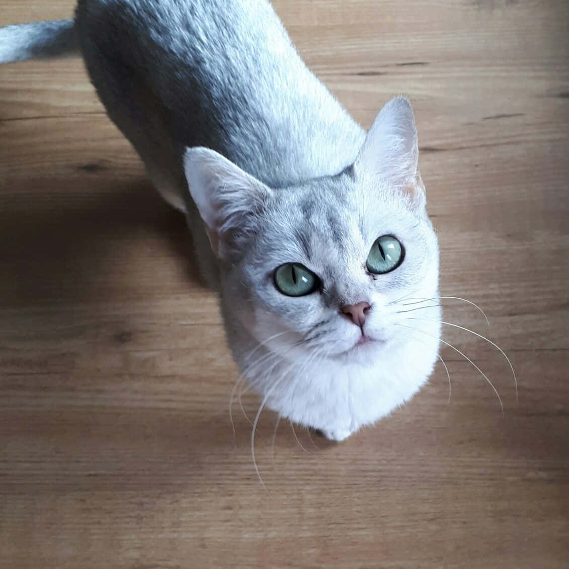 Burmilla, silver tabby, green eyes, SD Desktop Wallpaper