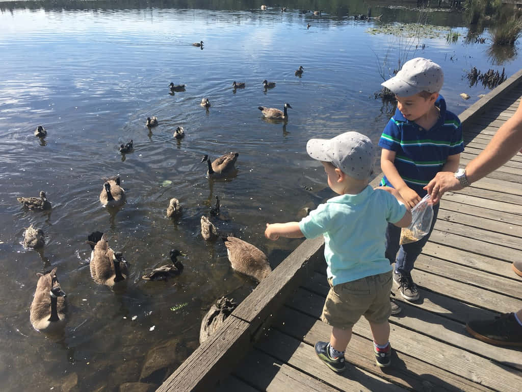 Lake Burnaby, ducks, wooden dock, SD Desktop Wallpaper