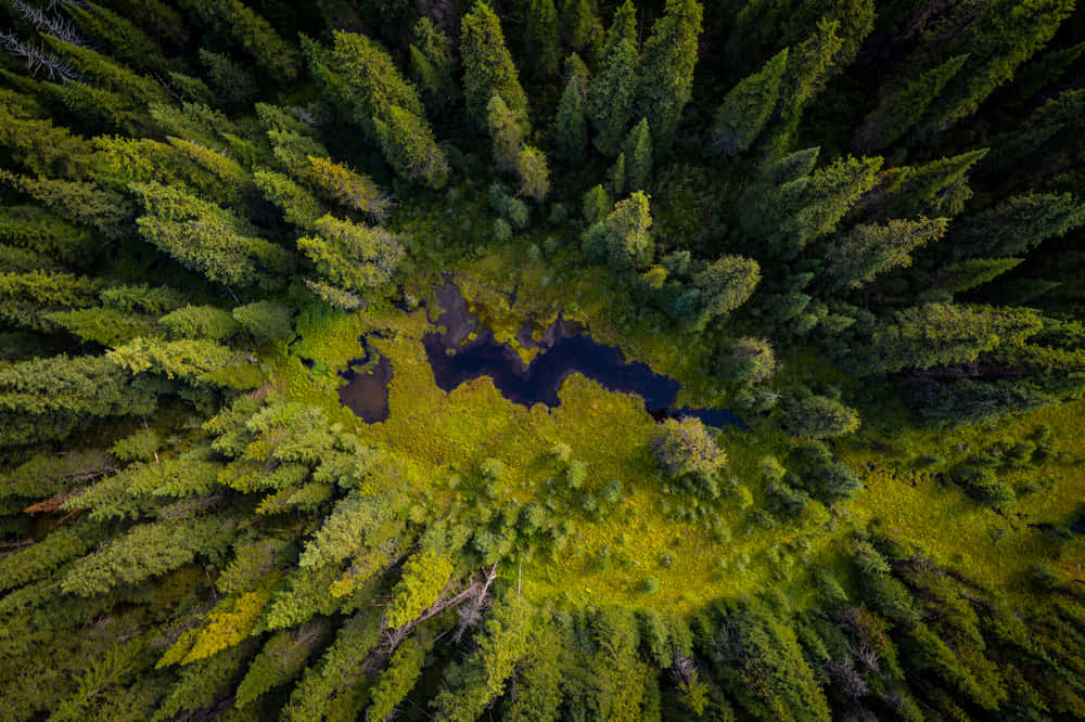 Aerial Forest Pond Burnaby, dense green forest, dark winding river, SD Desktop Wallpaper