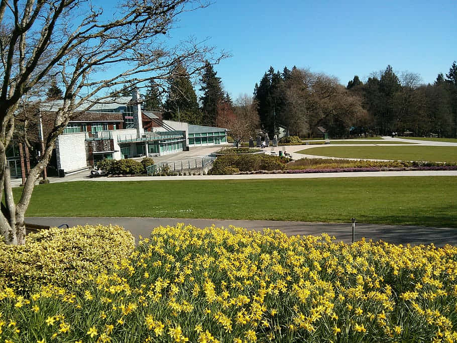 Burnaby, vibrant yellow daffodils, modern building, SD Desktop Wallpaper