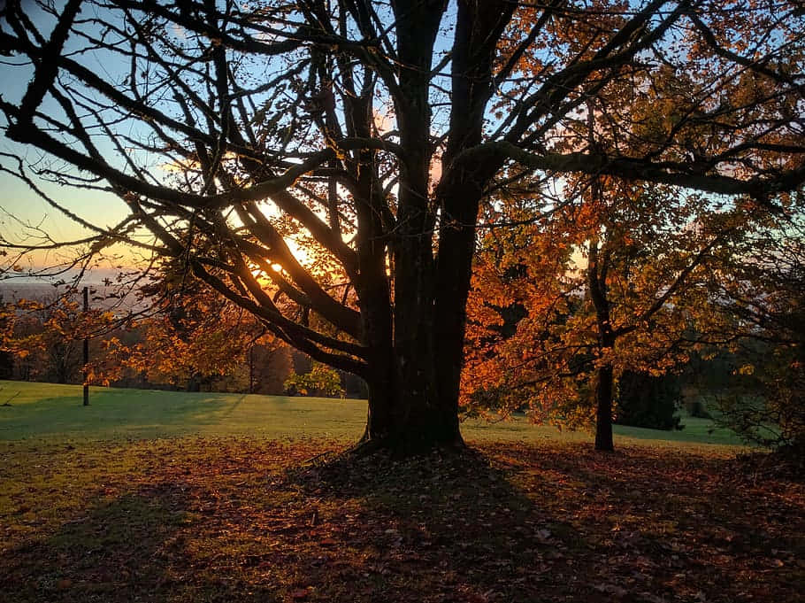 autumn sunset, golden sunset, vibrant orange leaves, SD Desktop Wallpaper