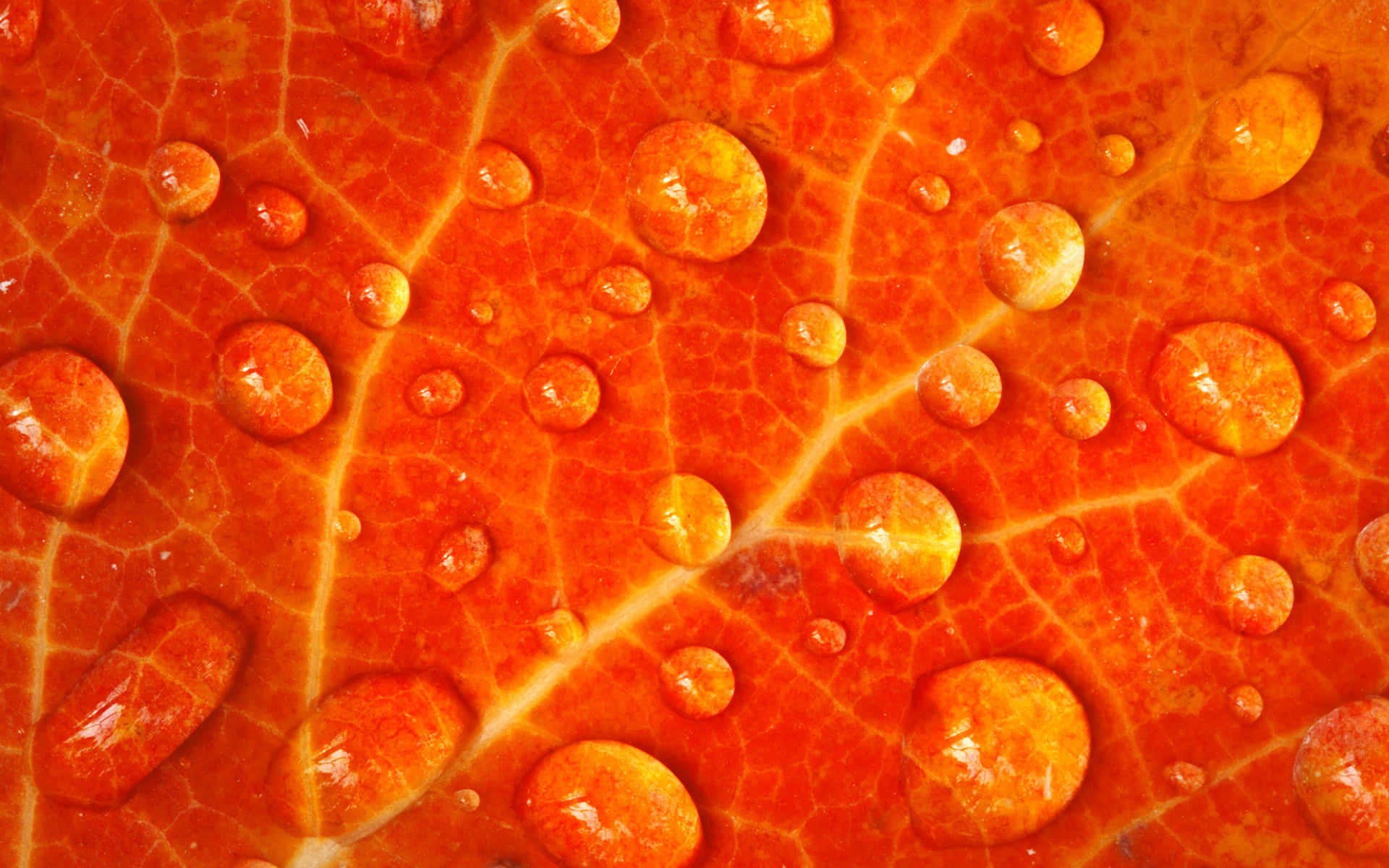 Burnt Orange, dew drops, leaf surface, Full HD Desktop Wallpaper