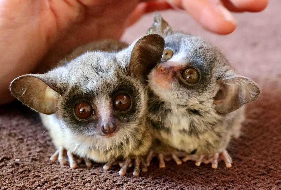 Bush baby