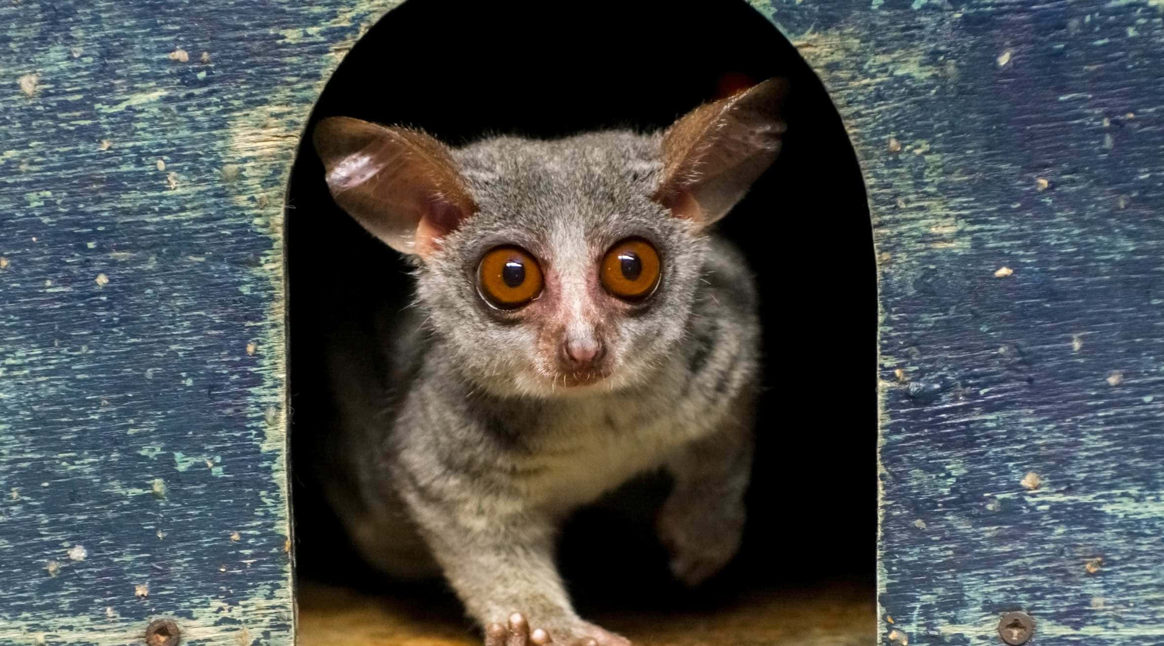 bush baby, gray, amber eyes, Full HD Desktop Wallpaper
