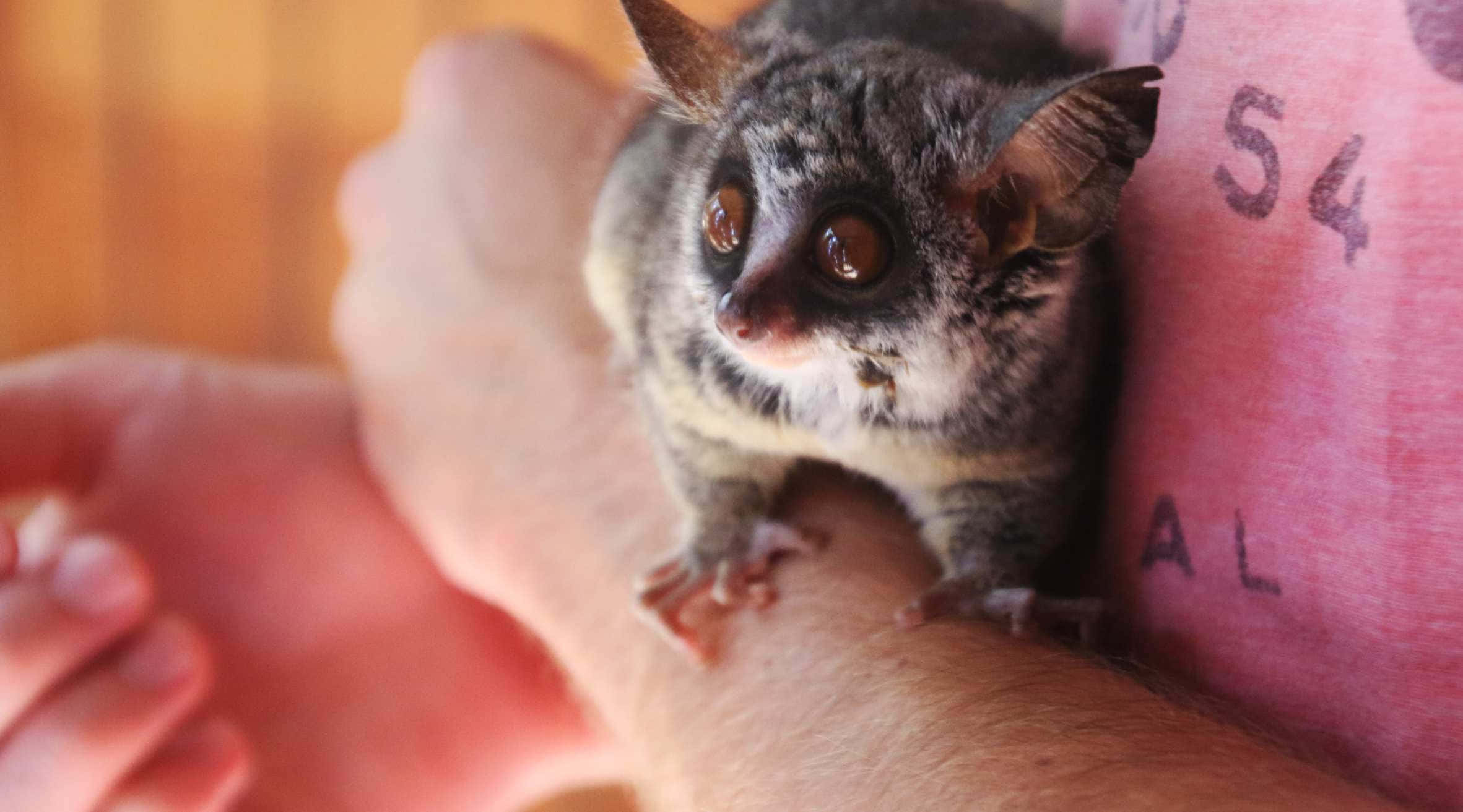 bush baby, gray, huge brown eyes, Full HD Desktop Wallpaper