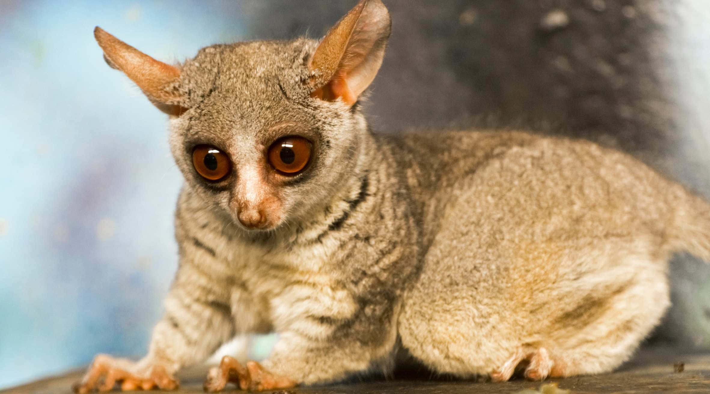Bush Baby, alert stance, nocturnal lemur, Full HD Desktop Wallpaper