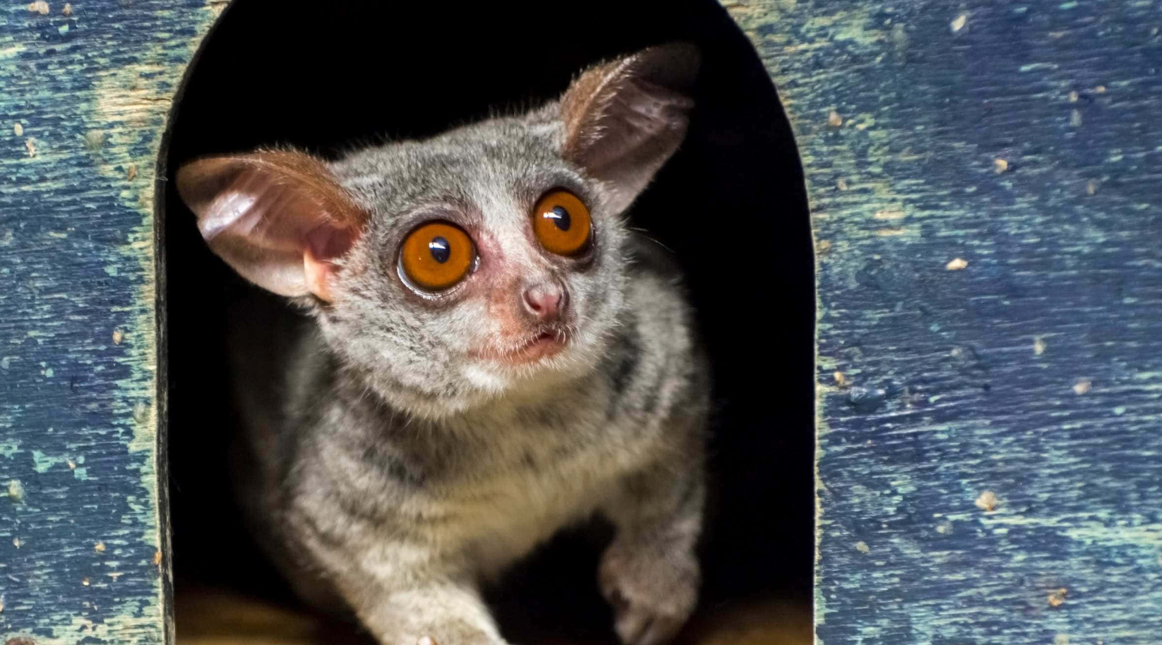 bush baby, gray, amber eyes, Full HD Desktop Wallpaper