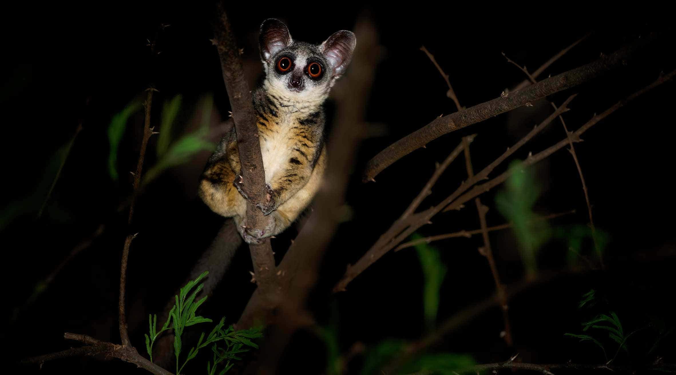 bush baby, nighttime, thorny branch, Full HD Desktop Wallpaper