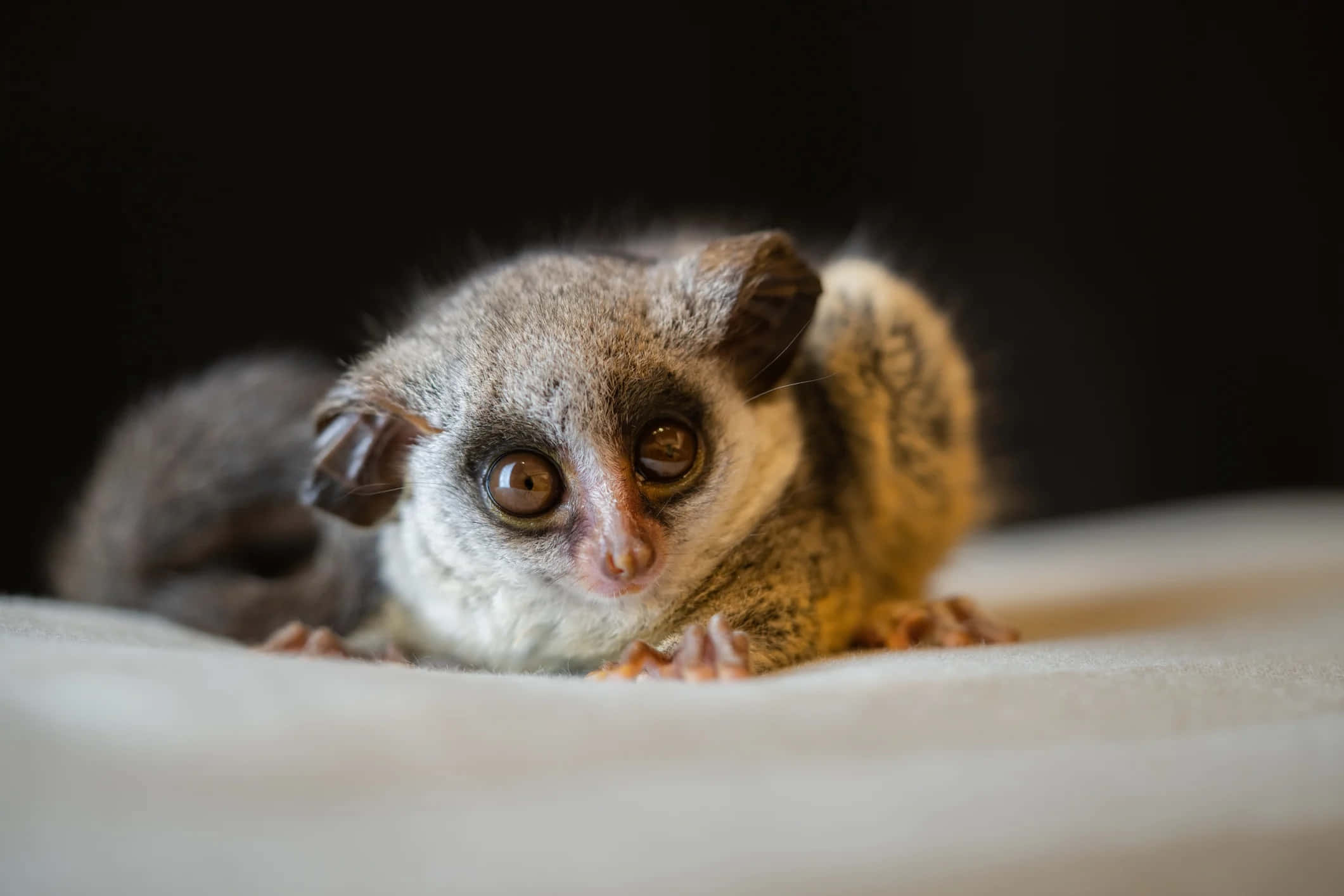 bush baby, soft focus, huge brown eyes, Full HD Desktop Wallpaper