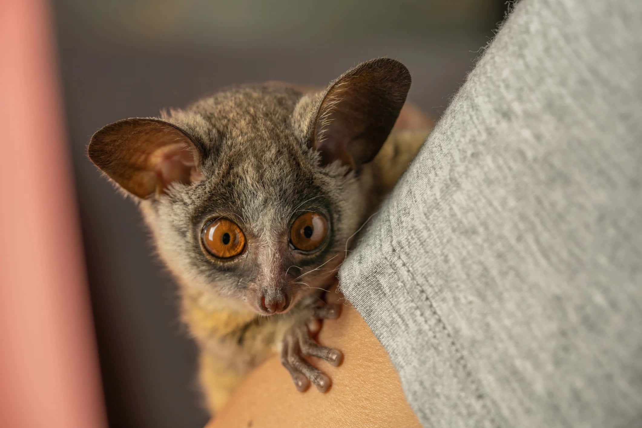 bush baby, amber eyes, gray fur, Full HD Desktop Wallpaper