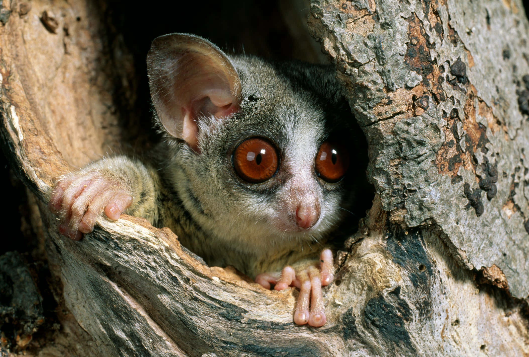 bush baby, tree hollow, amber eyes, Full HD Desktop Wallpaper