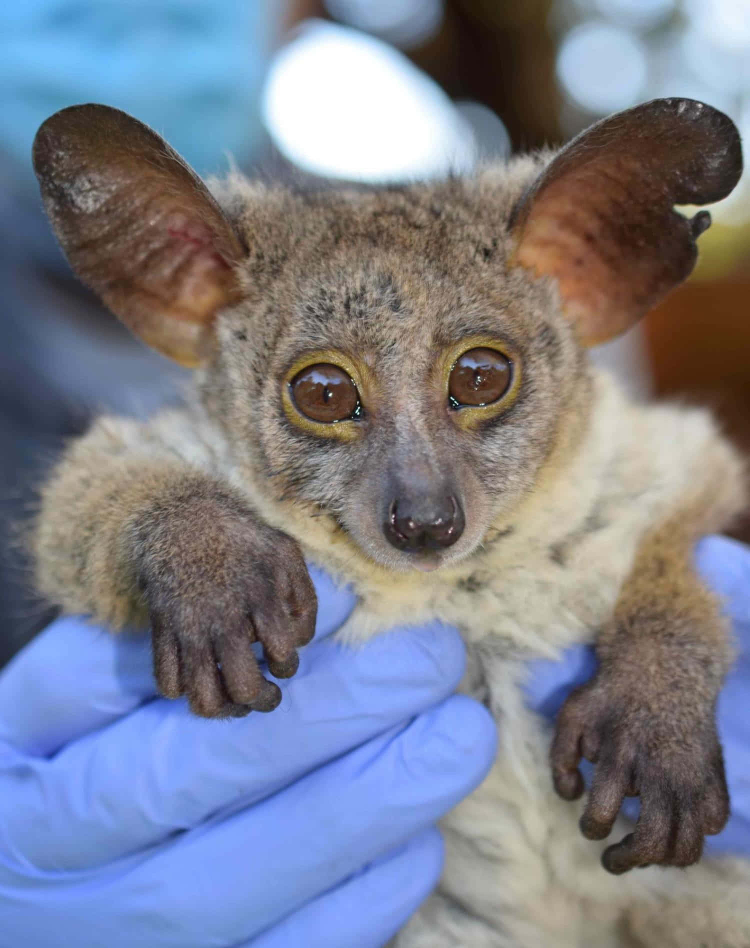Bush Baby, blue-gloved hands, close-up, HD Phone Wallpaper