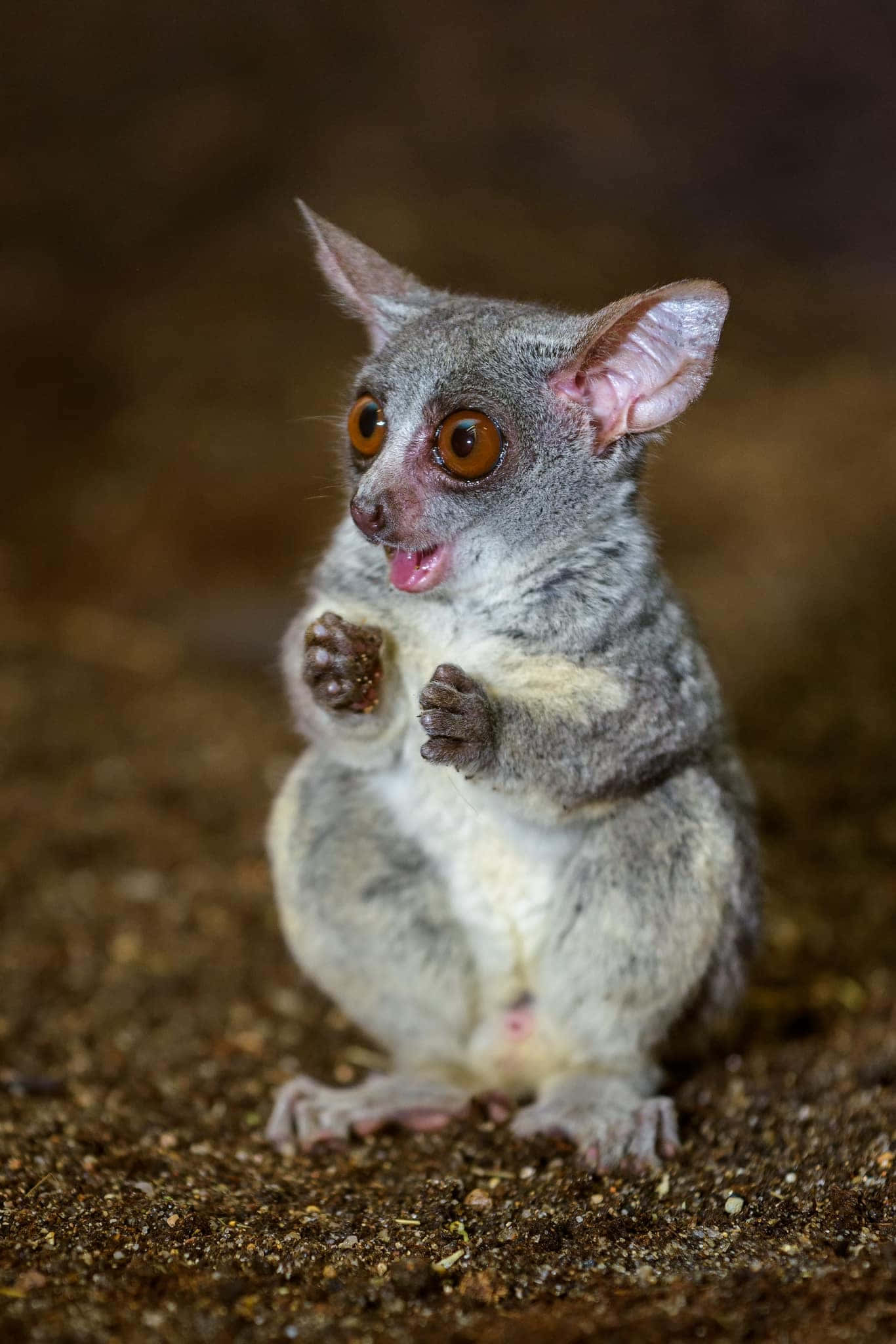 bush baby, gray, orange eyes, Full HD Phone Wallpaper