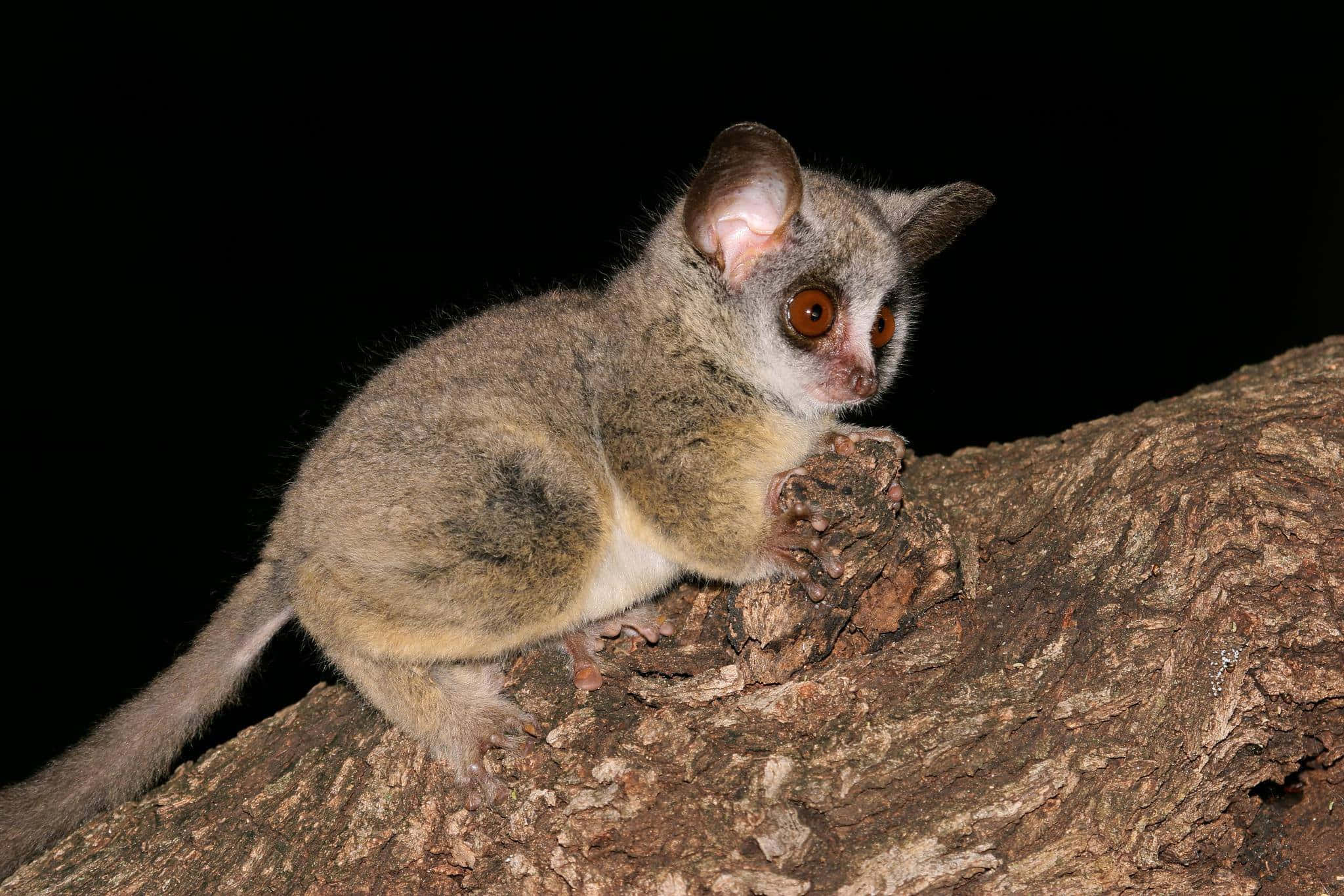 Bush baby, nocturnal lemur, large orange eyes, Full HD Desktop Wallpaper