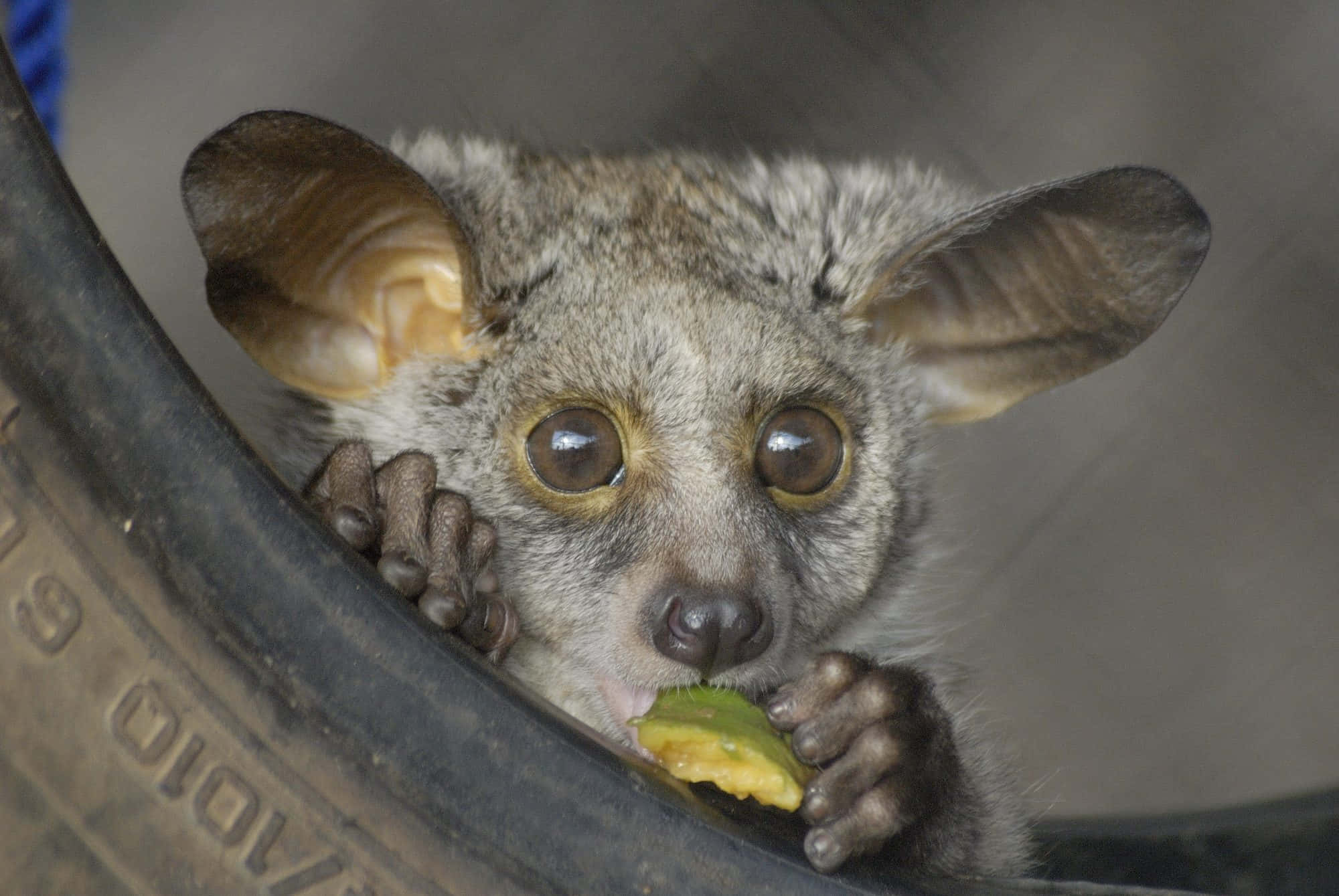 bush baby, tire, green fruit, Full HD Desktop Wallpaper