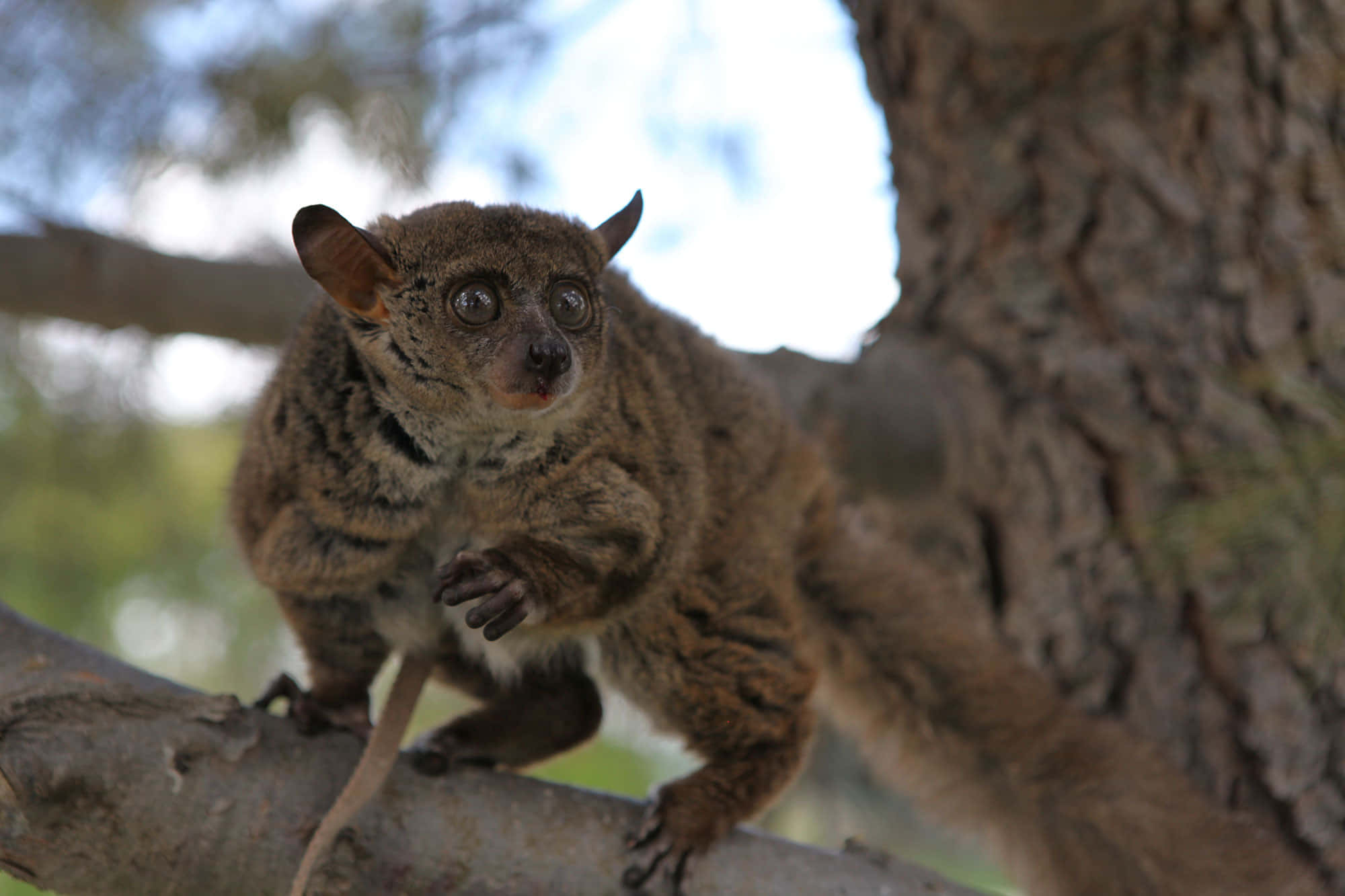 bush baby, tree branch, brown, Full HD Desktop Wallpaper