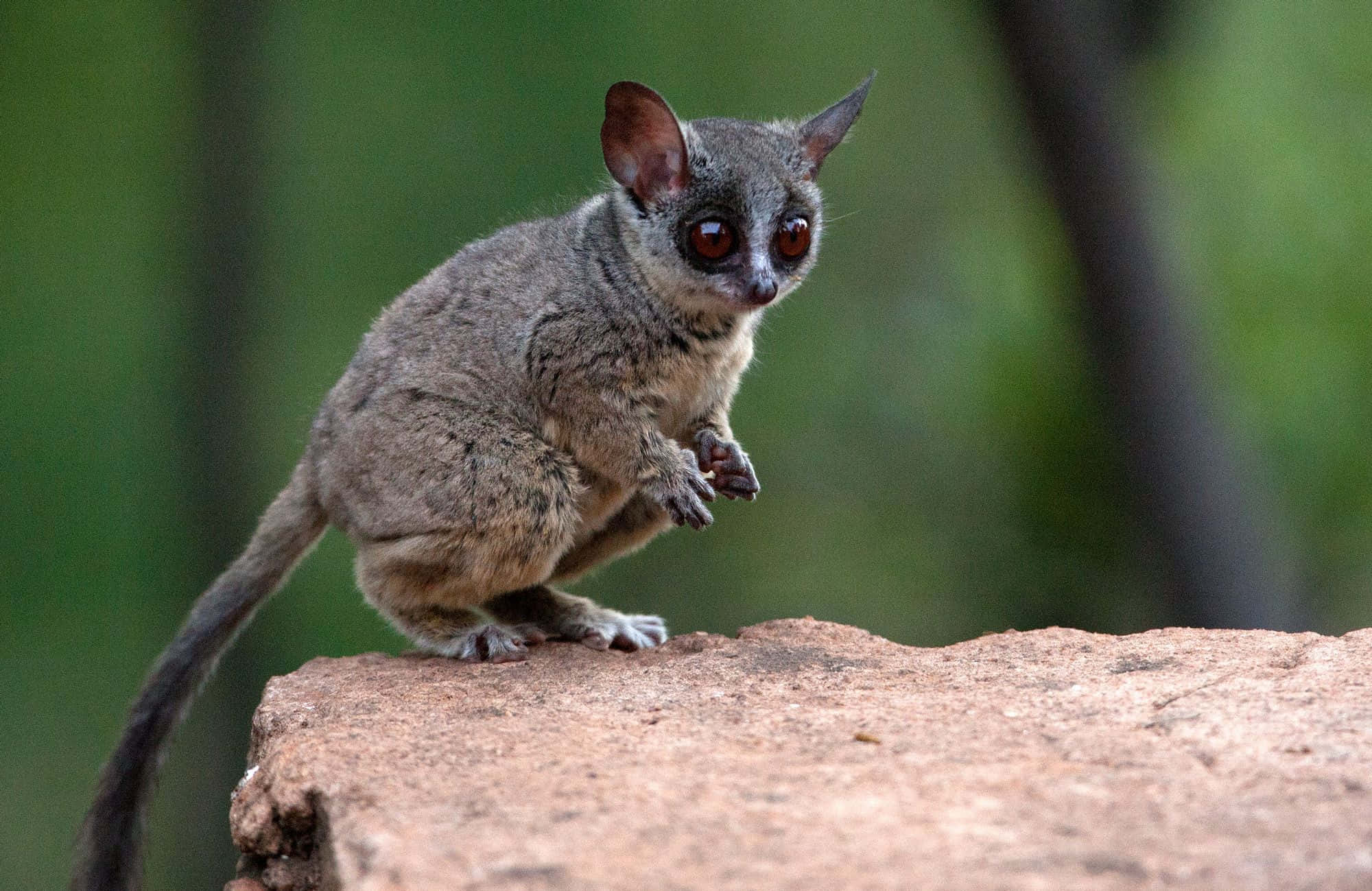 bush baby, rock, sunlit, Full HD Desktop Wallpaper
