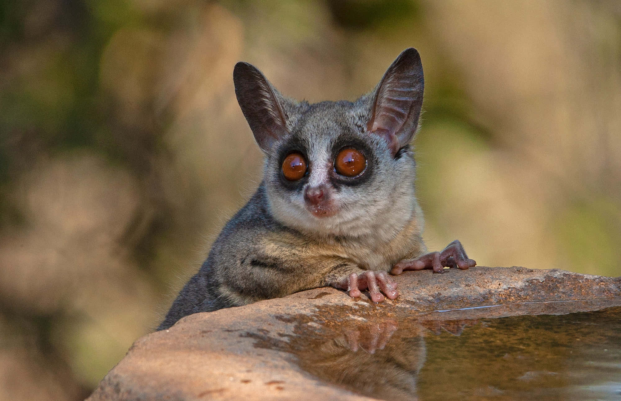 Bush baby, large eyes, amber eyes, Full HD Desktop Wallpaper