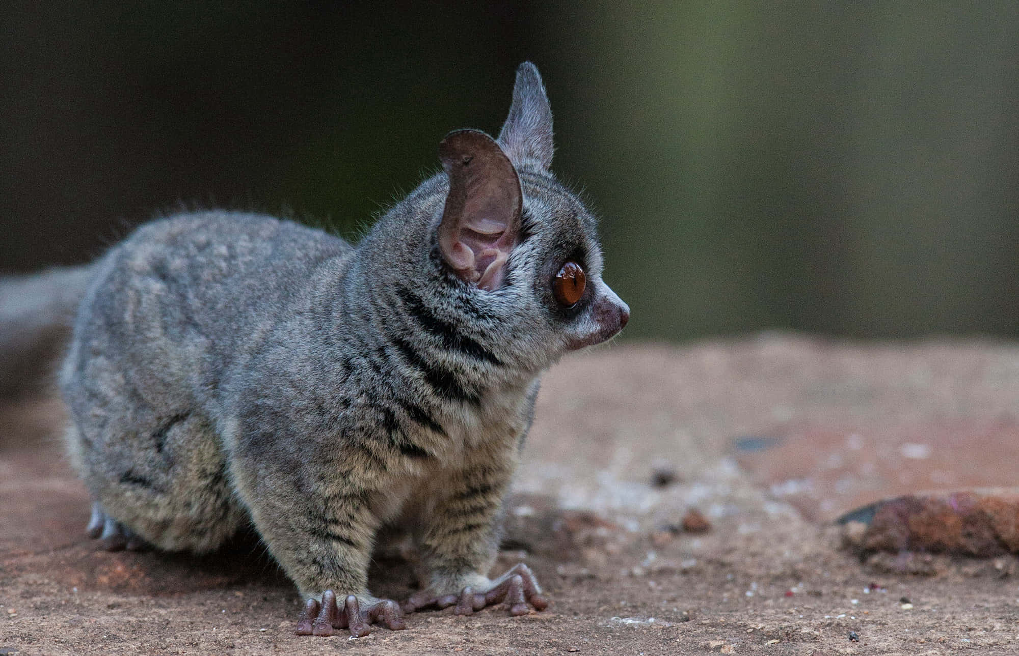 bush baby, gray, amber eyes, Full HD Desktop Wallpaper