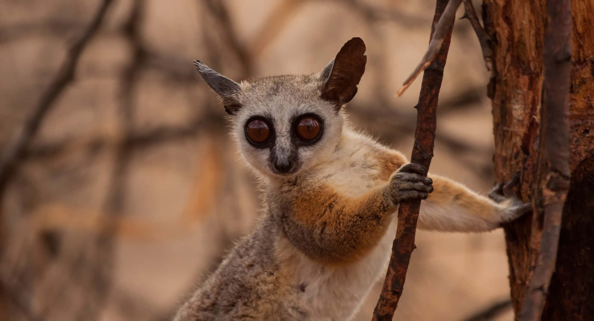 bush baby, tree branch, gray fur, Full HD Desktop Wallpaper