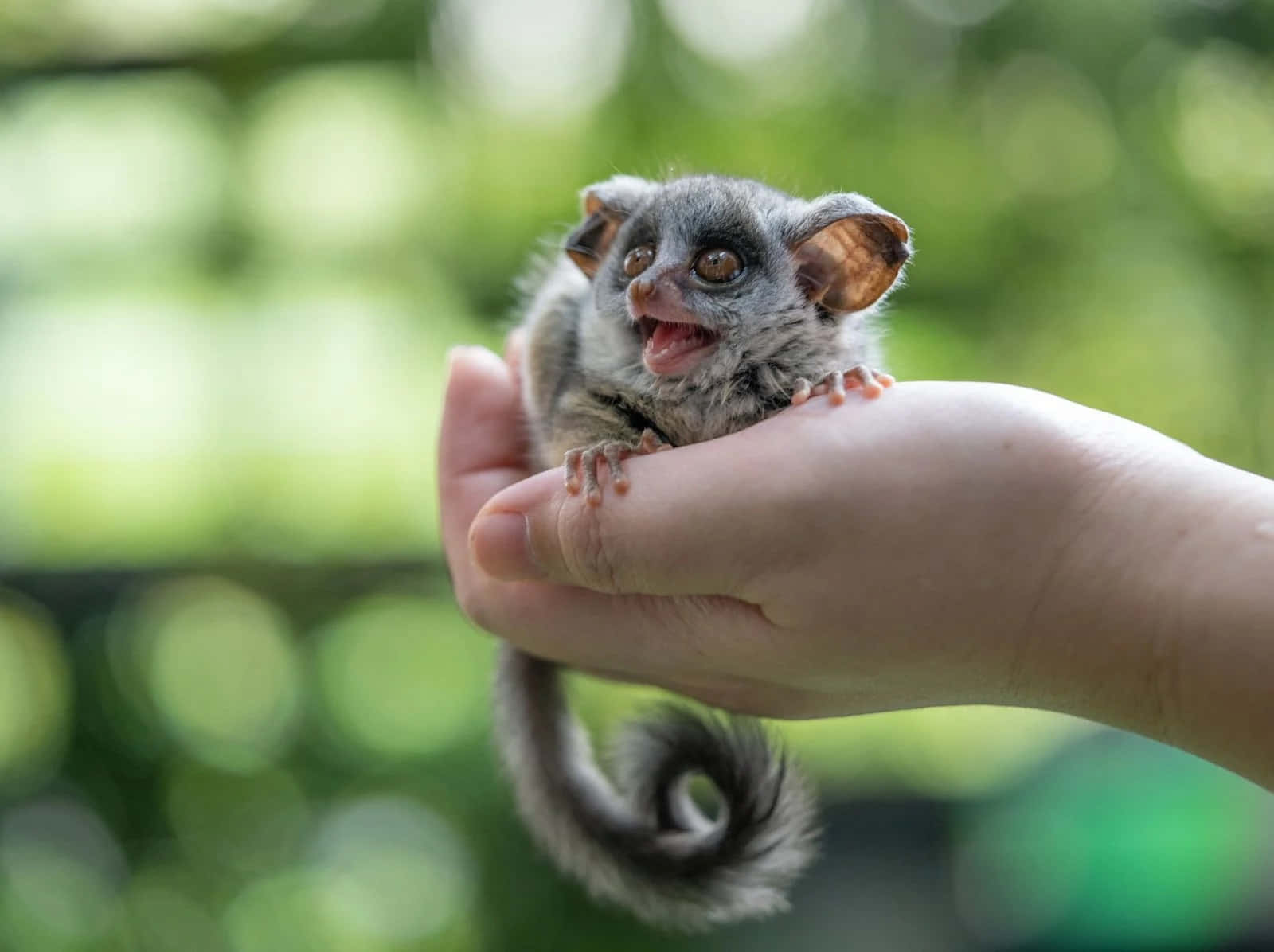 bush baby, human hand, gray, HD Desktop Wallpaper