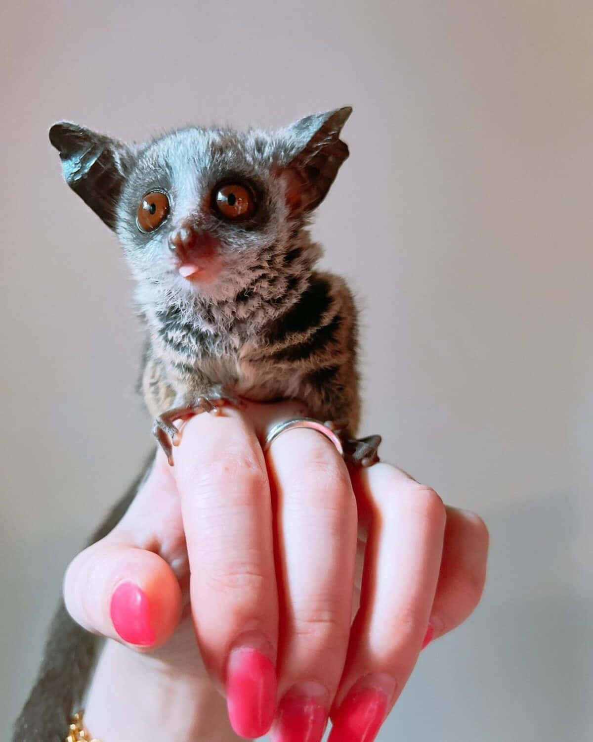 bush baby, human hand, gray, HD Phone Wallpaper