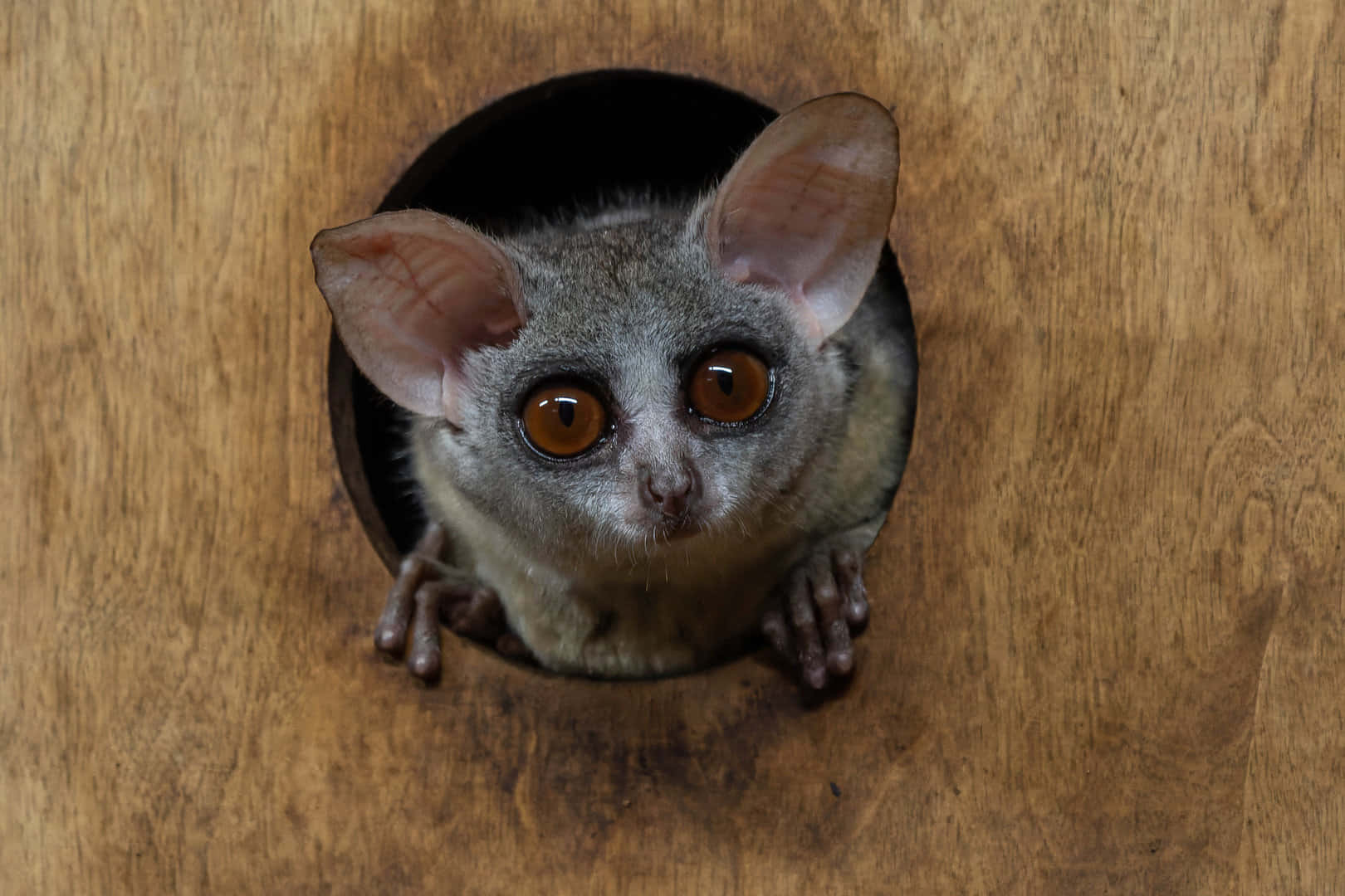 bush baby, amber eyes, round hole, HD Desktop Wallpaper