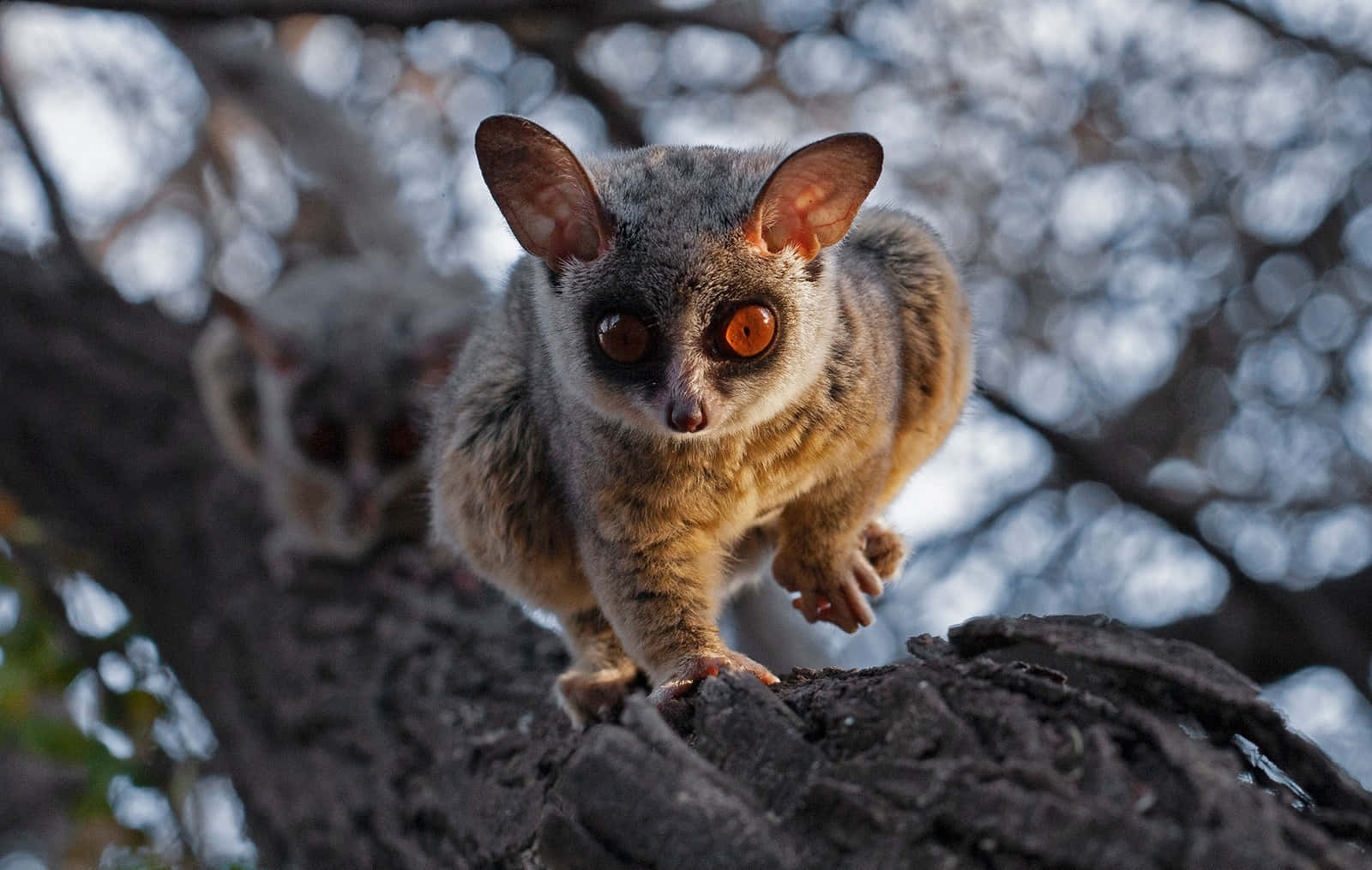 bush baby, twilight, orange eyes, HD Desktop Wallpaper