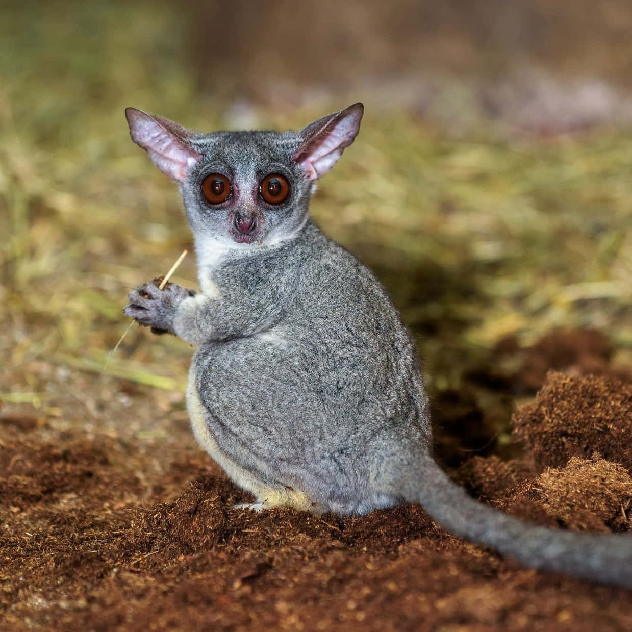 bush baby, big eyes, gray, SD Desktop Wallpaper
