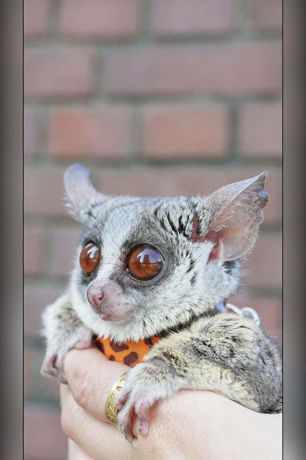 bush baby, gray, amber eyes, HD Phone Wallpaper